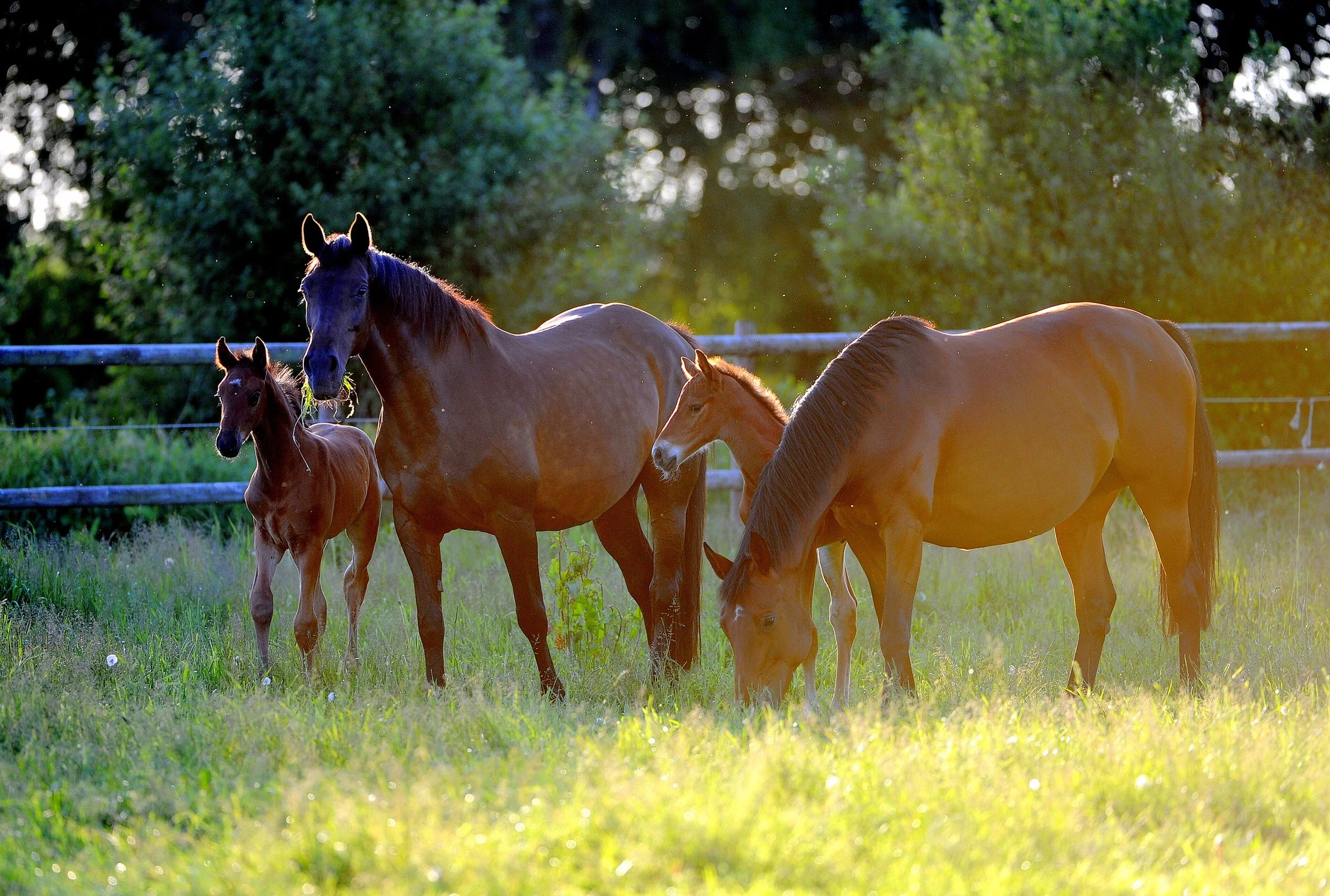 Four horses grazing in a green field with trees and a wooden fence in the background, sunlight shining through them.