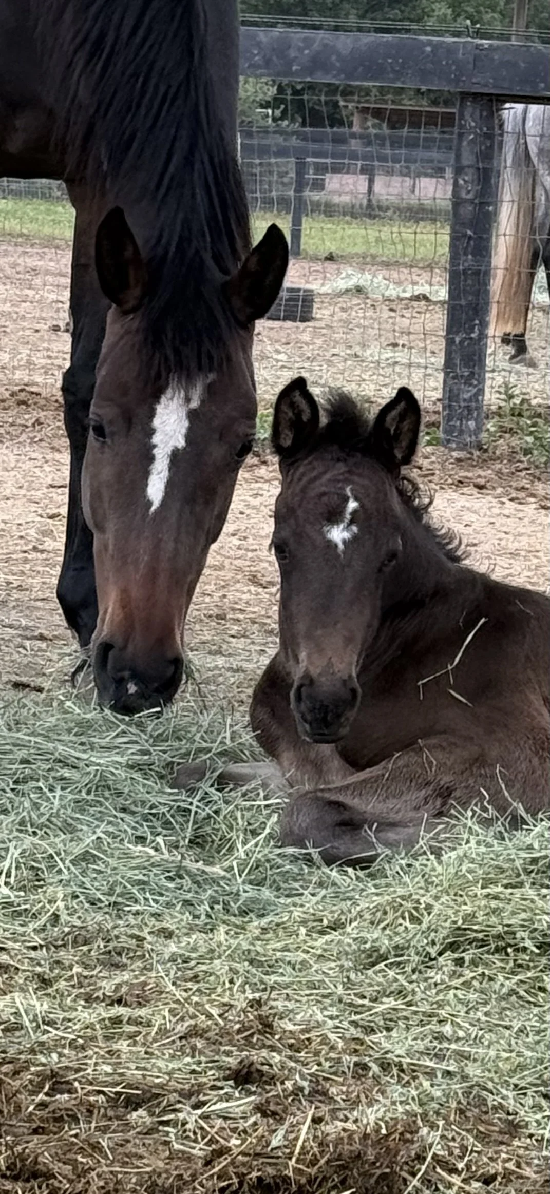 A brown horse and a smaller foal are resting on hay inside a fenced area outdoors.