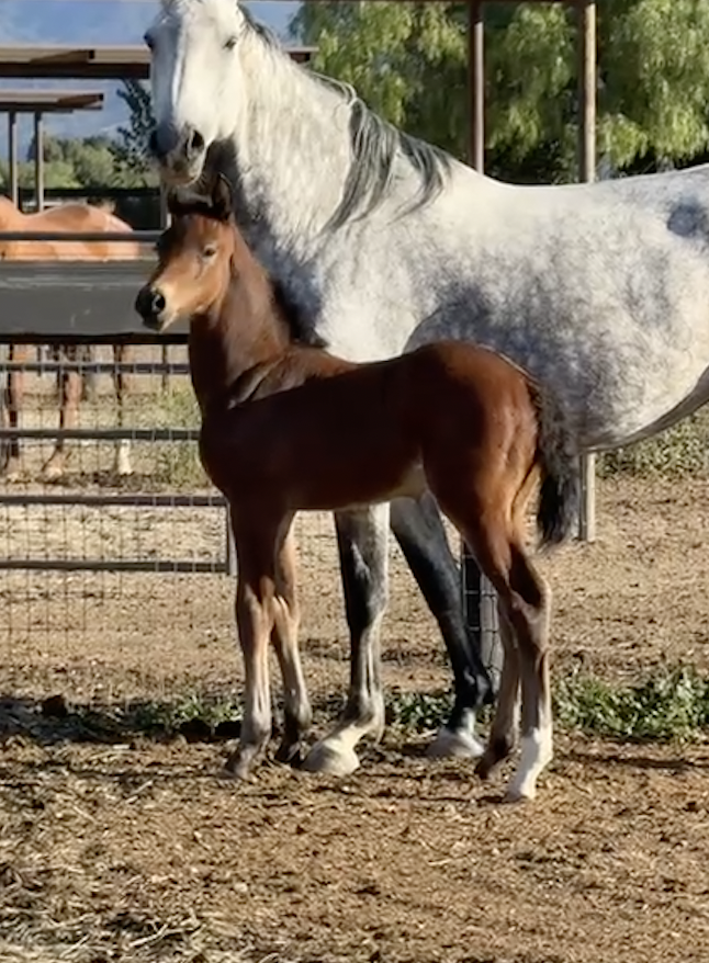 A foal standing beside a larger gray horse in a paddock with fencing, trees, and a clear sky in the background.