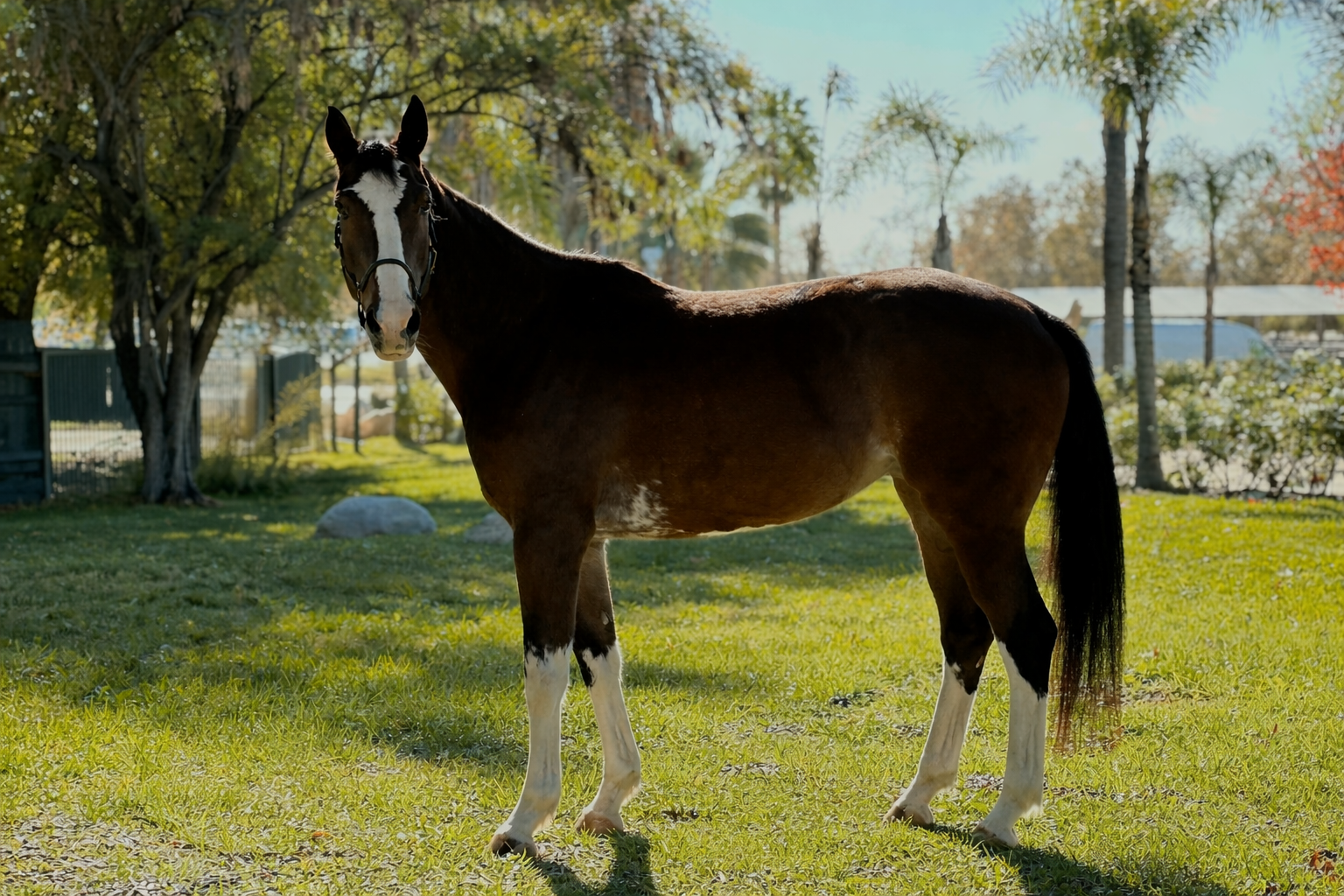 A brown and white horse standing on a grassy yard with trees and a fence in the background.