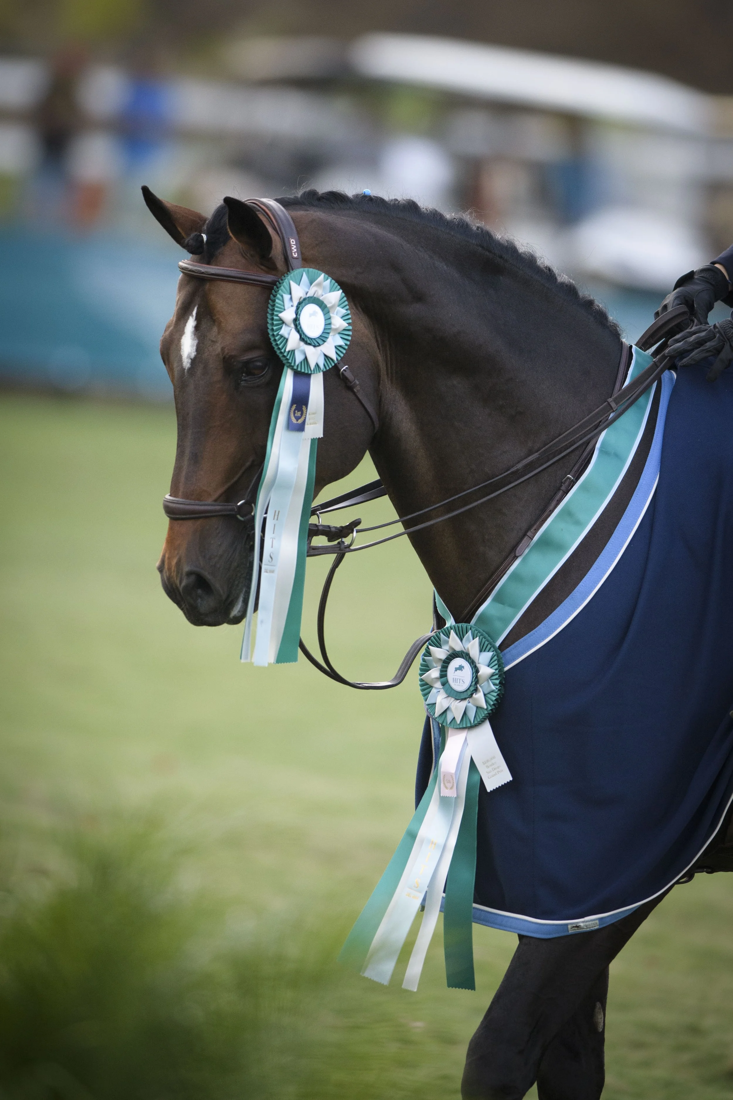 A dark brown horse with a white star on its forehead, decorated with blue and white ribbons and rosettes, standing outdoors.