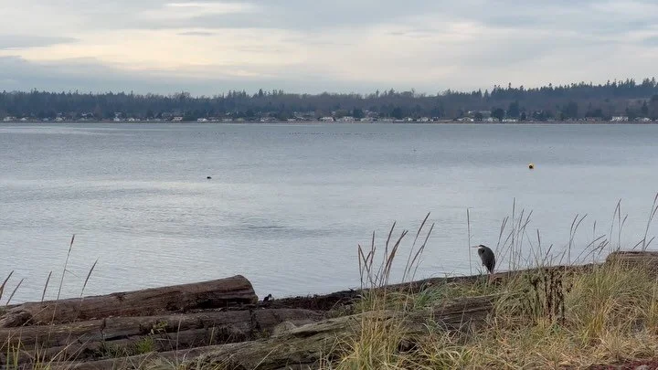 The beach walks continue !!