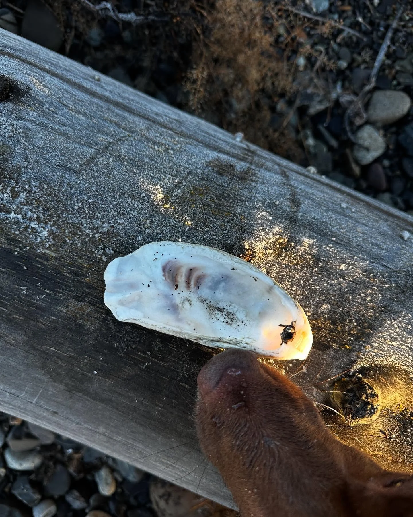 Frosty walk this morning with Nelson 🌊🌊 Living by the beach continues to be so cool.