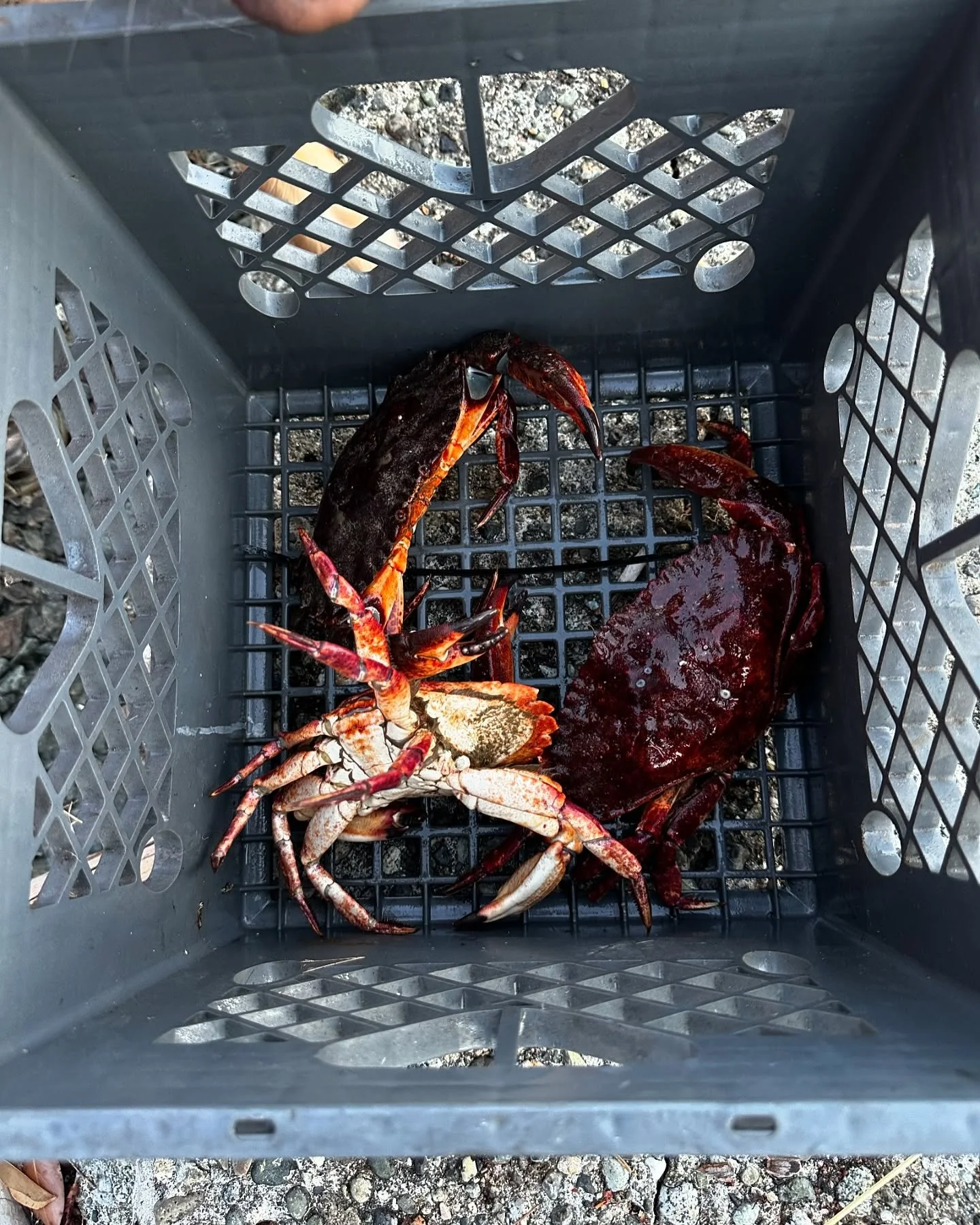 July pt. 2 

Speedy Sophie pt 2: cone edition