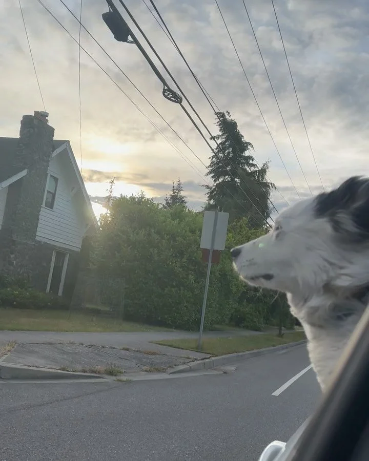 July was sweet. 
Fast speed doggos
MT Constitution
Mullein sunsets 
Drinks and good friends 
Baby goats 
Bachelorettes 
Biscuit sandwiches 
Matching shorts 
Mini golf