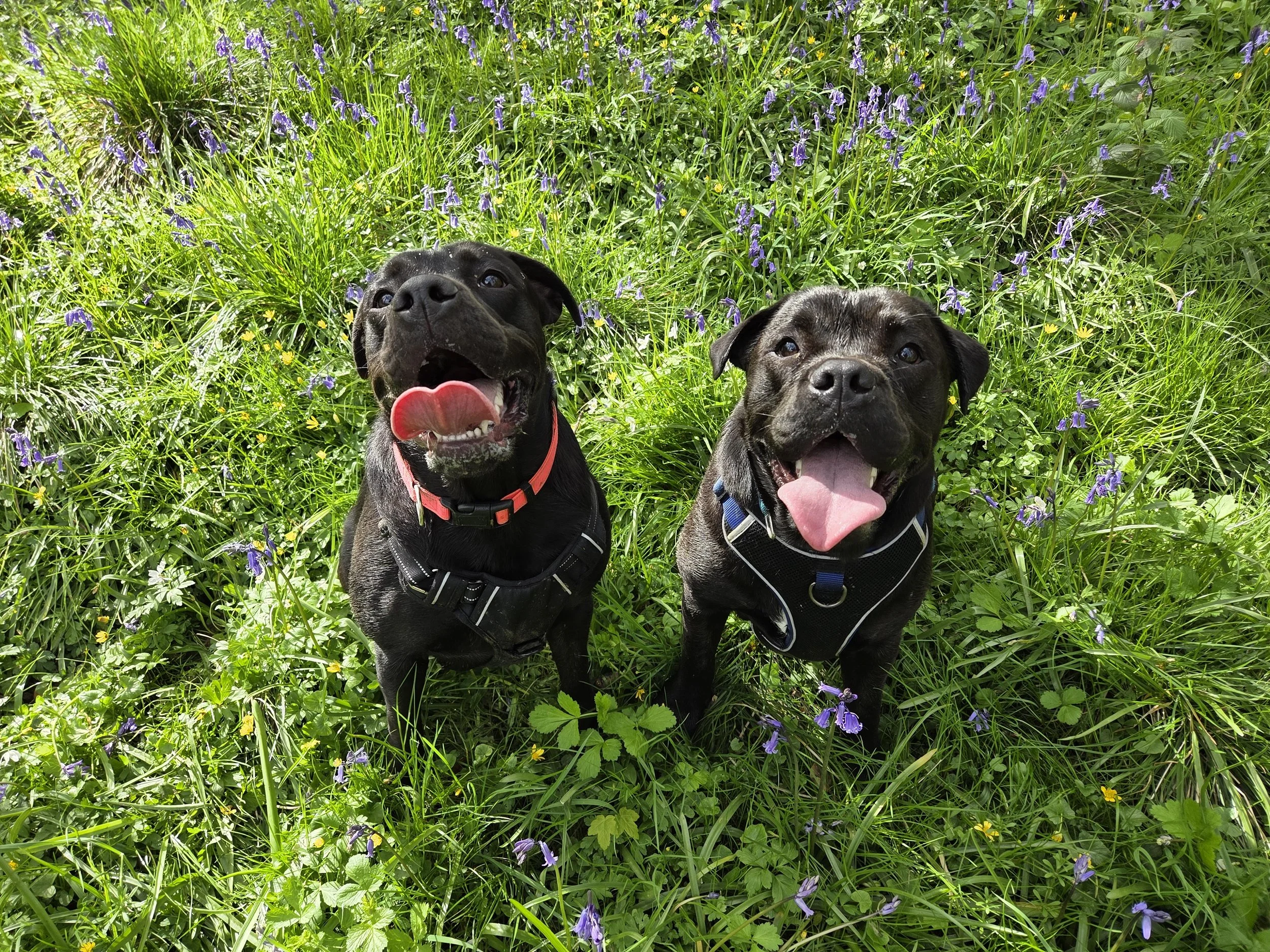 Two dogs on the grass
