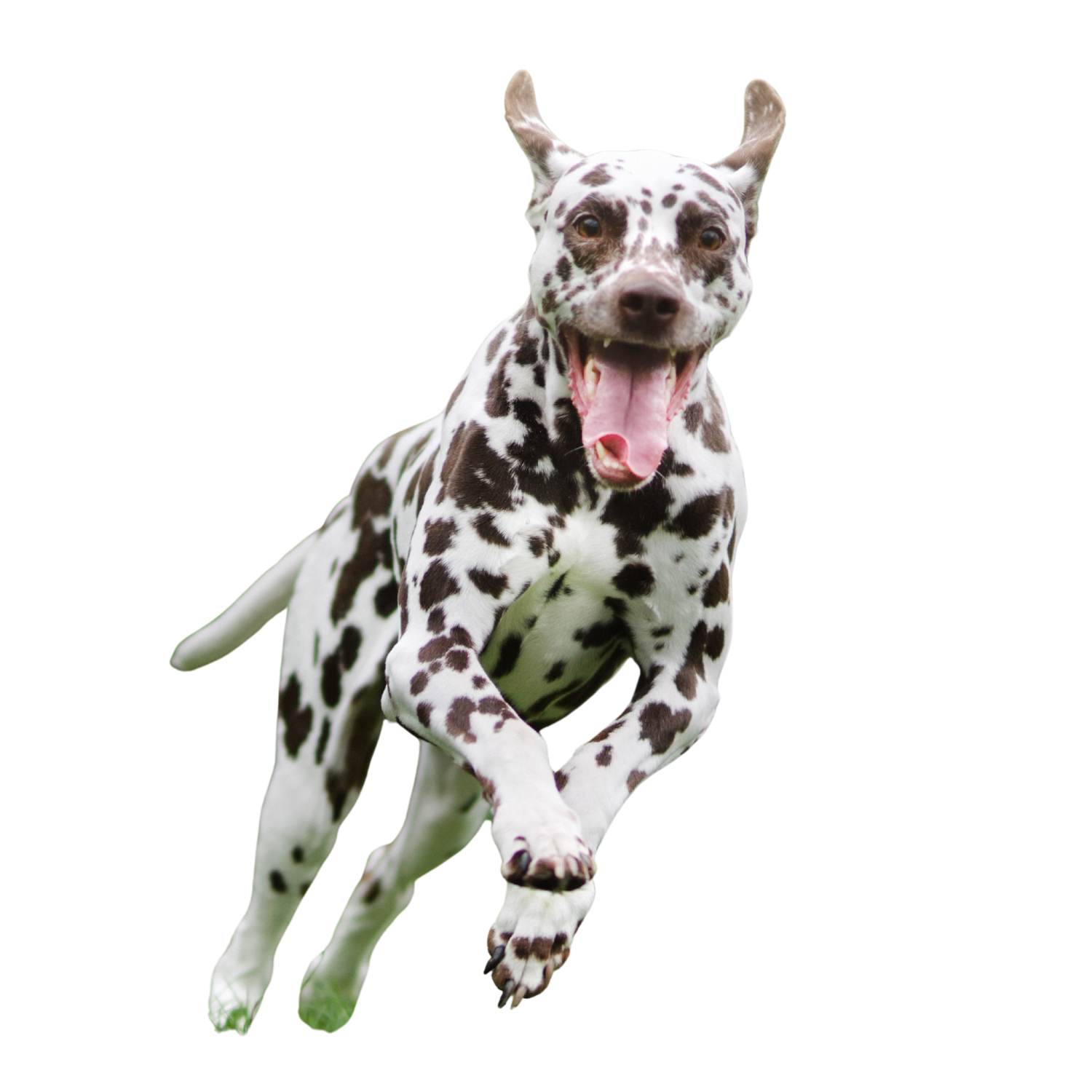 Walking Dogs in Lancaster, UK: A Local Guide for Happy, Healthy Dogs