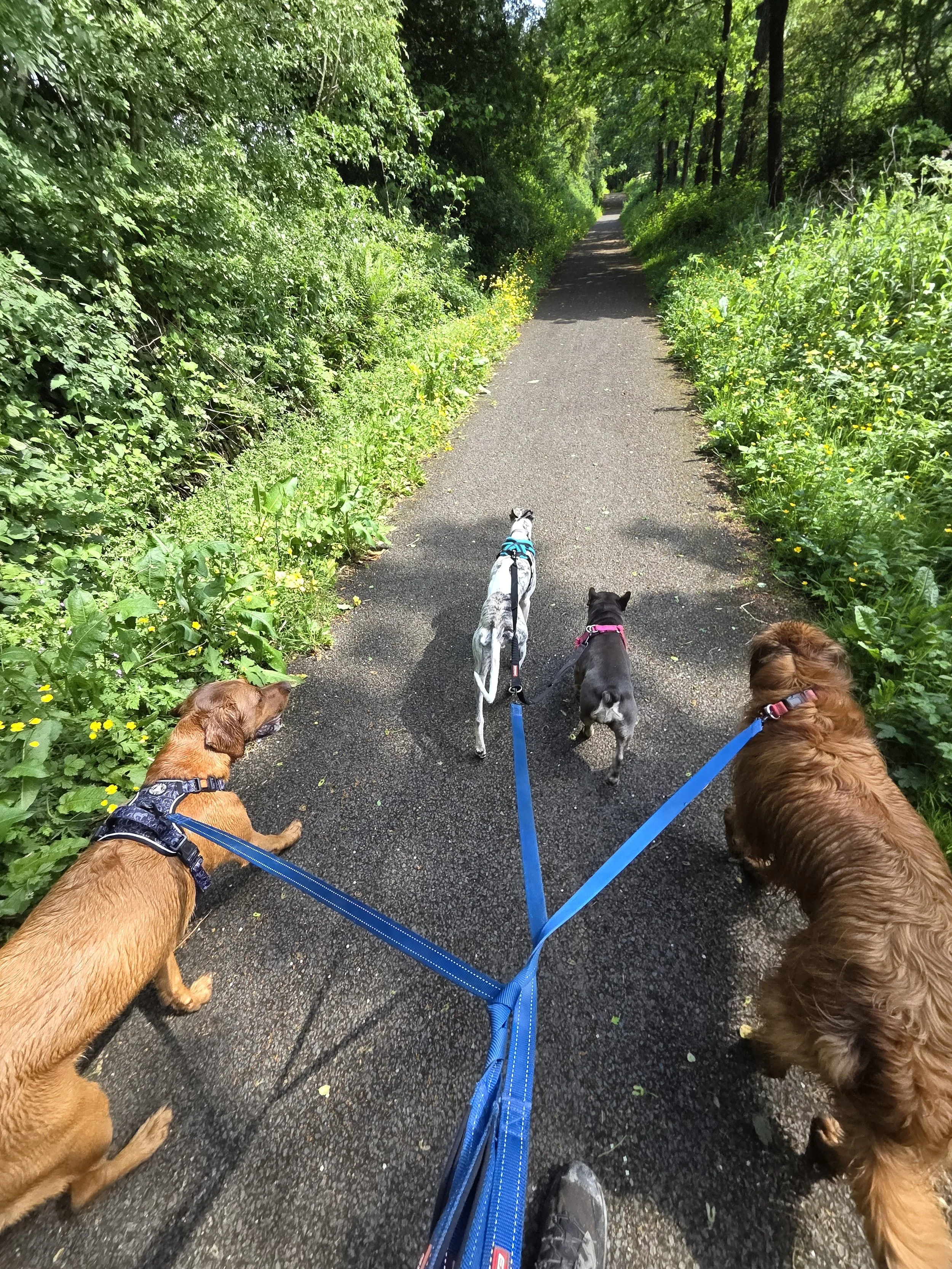 4 dogs on a walk