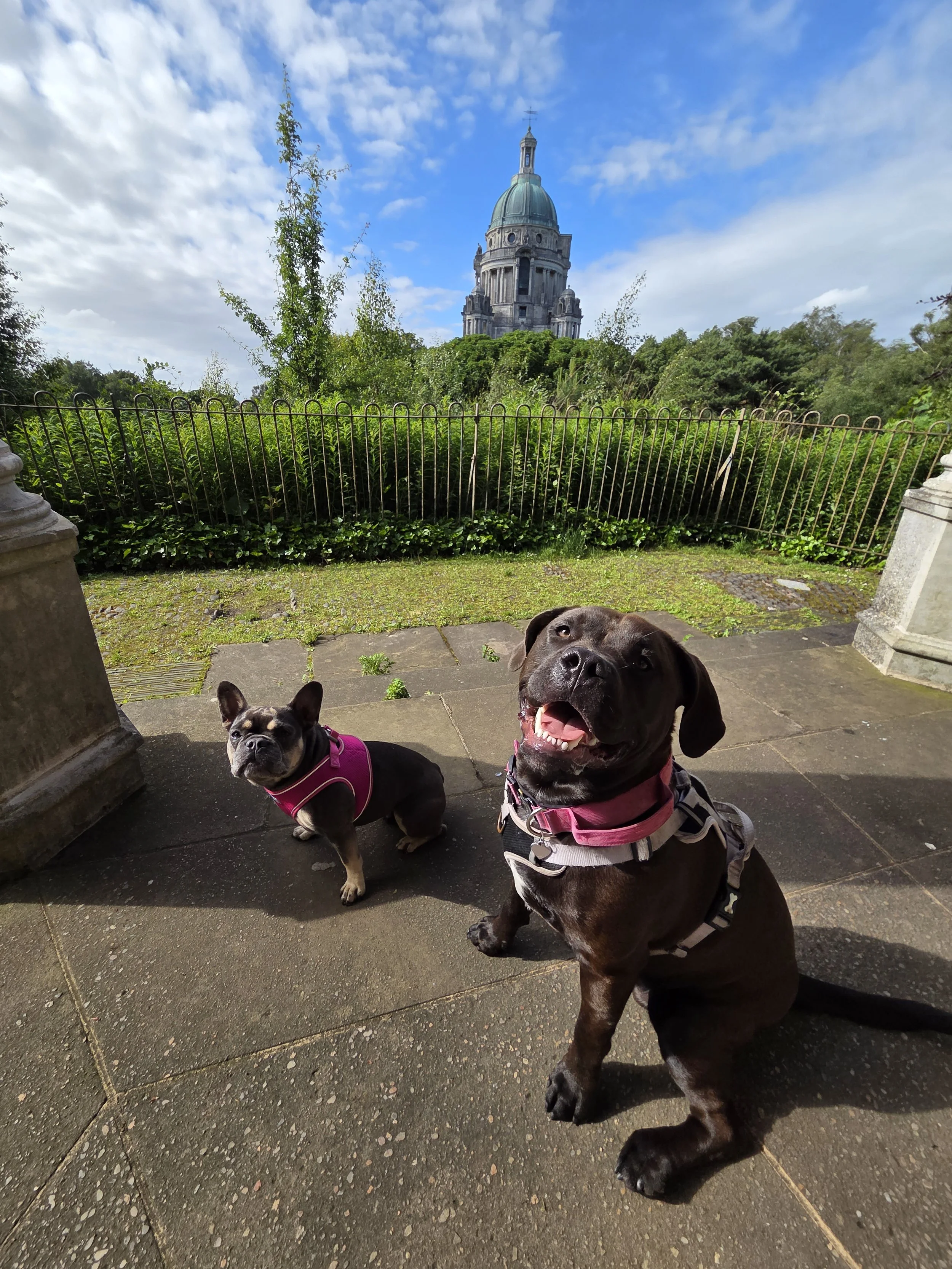 Two dogs sitting on stone steps outdoors, with greenery and a historic building with a dome in the background under a partly cloudy sky.