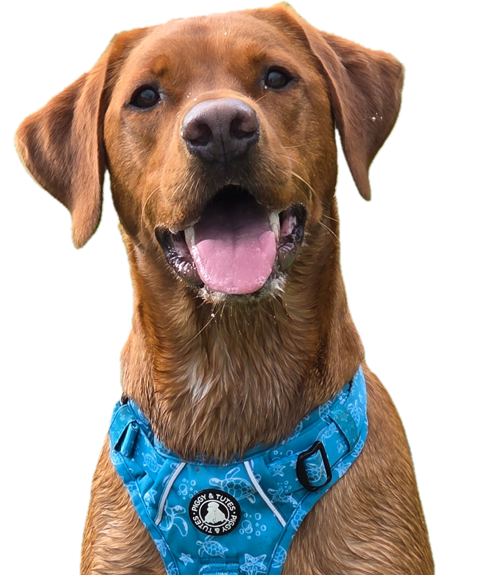 dog smiling at the camera