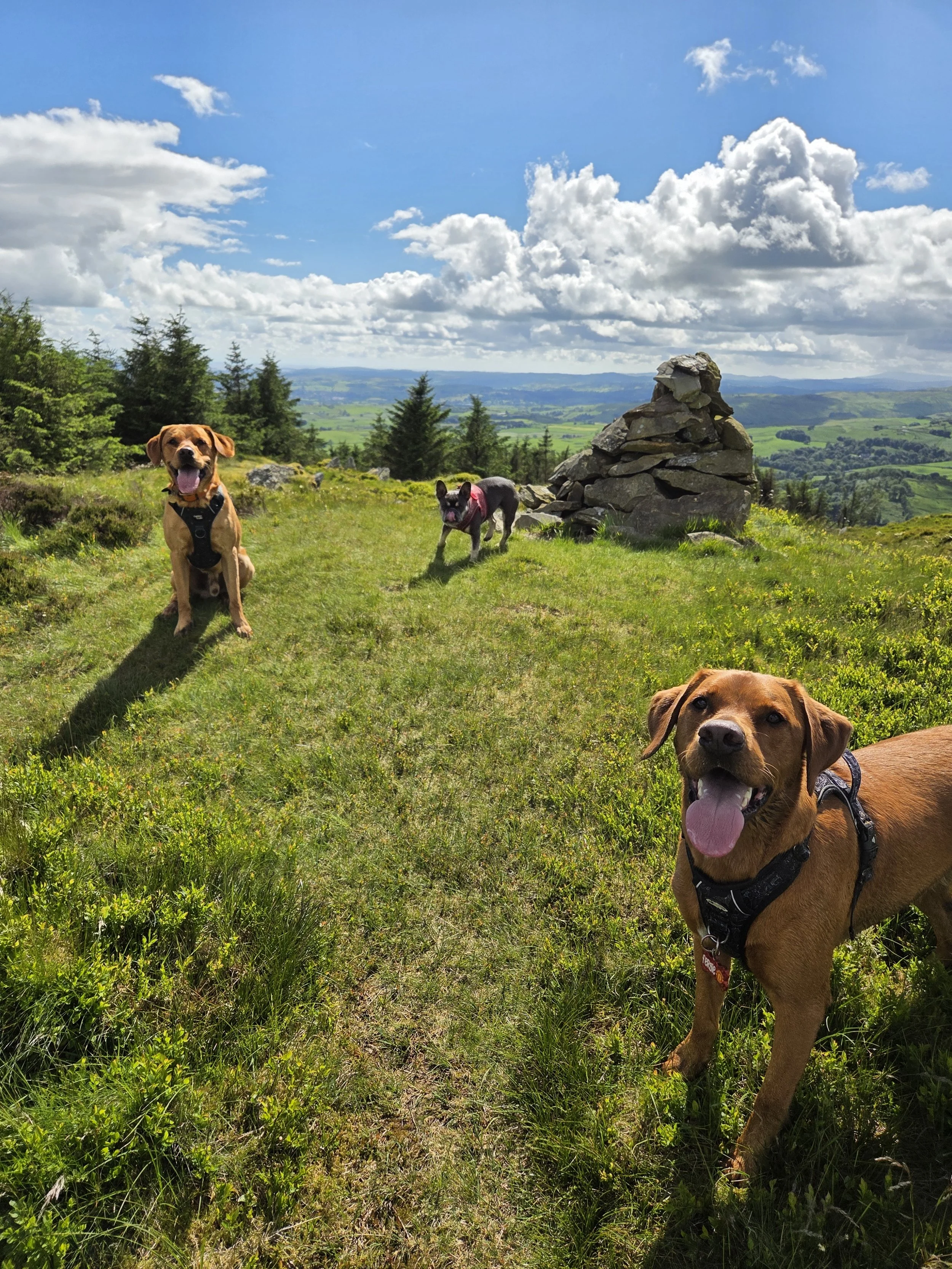 3 dogs stood at the top of a hill next to a cairn
