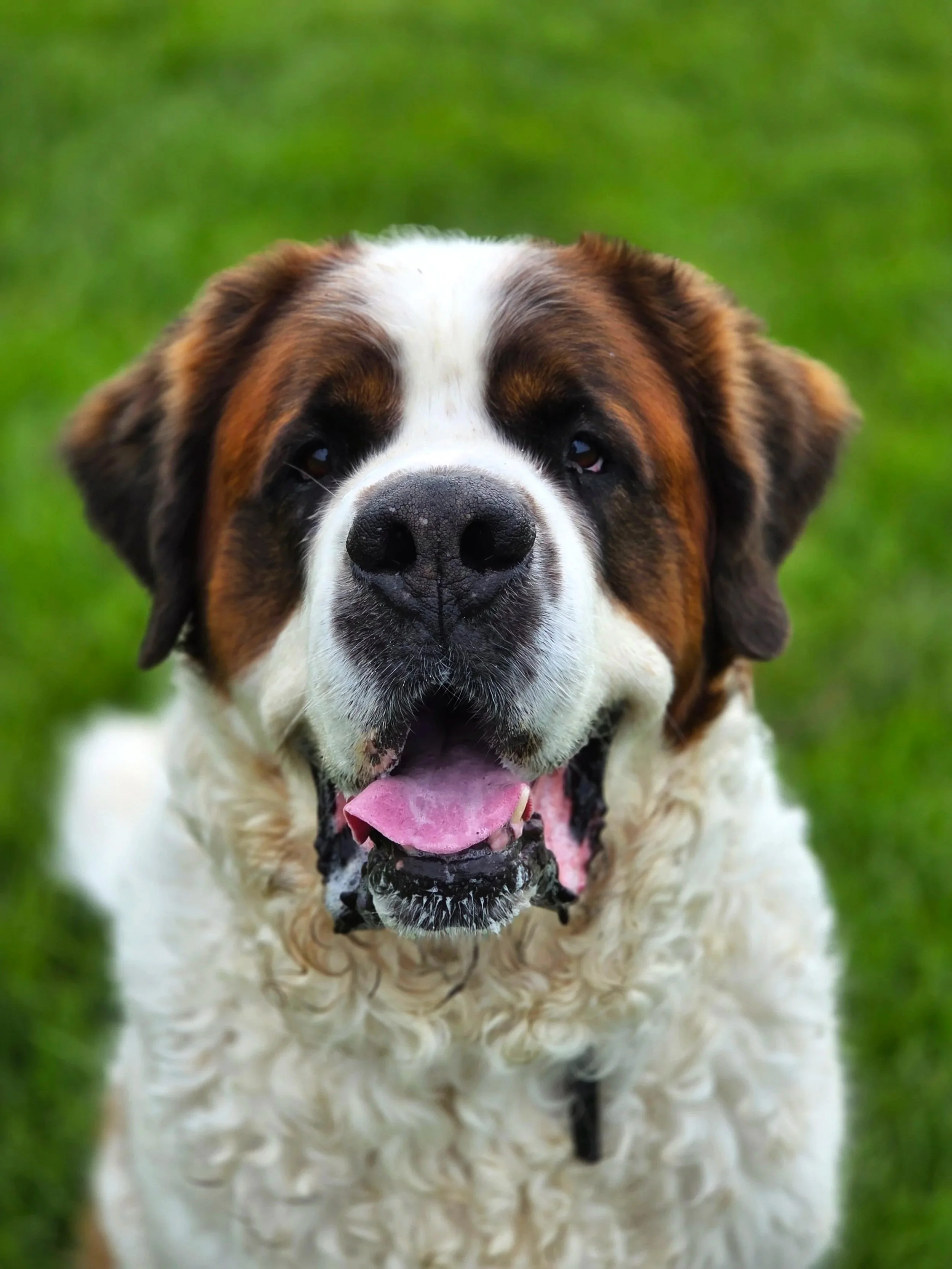 Close-up of a happy Saint Bernard dog with a white face, brown patches around eyes and ears, sticking out tongue, on green grass