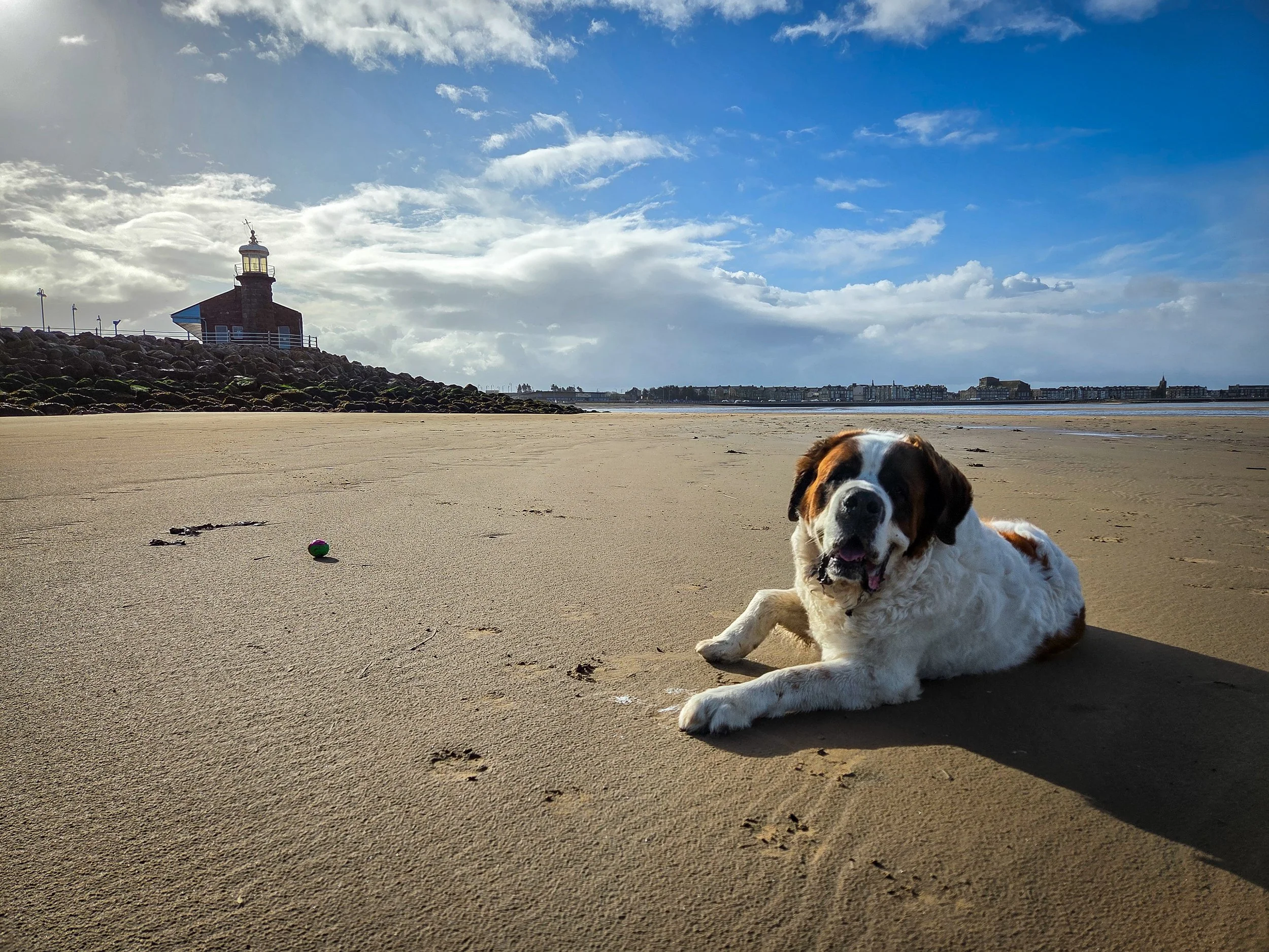 st bernard dog led on a beach looking at the camera