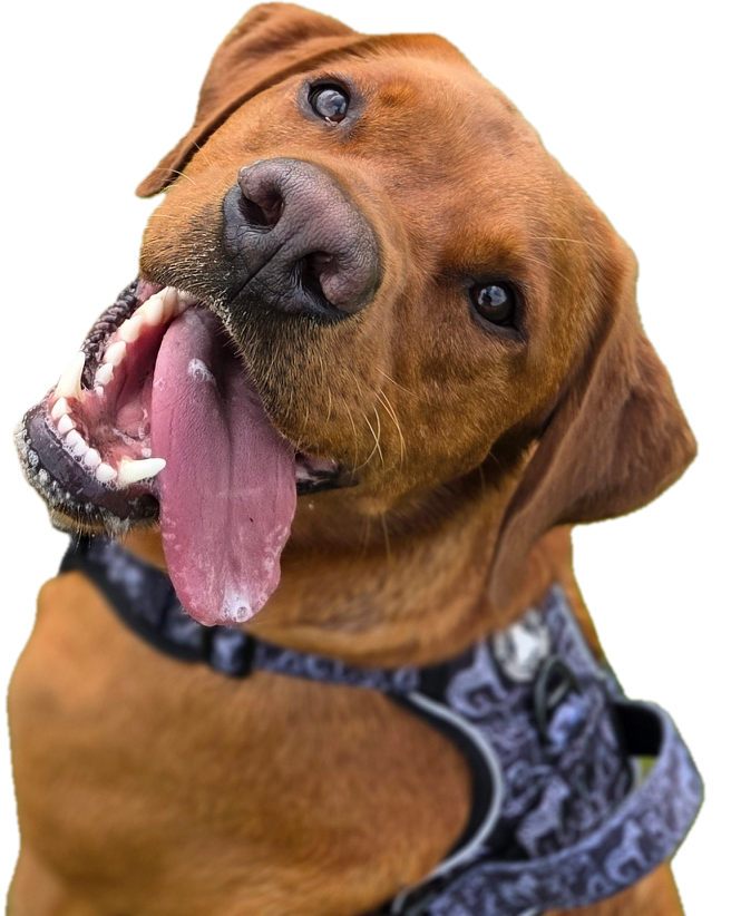 labrador looking back with his tongue out