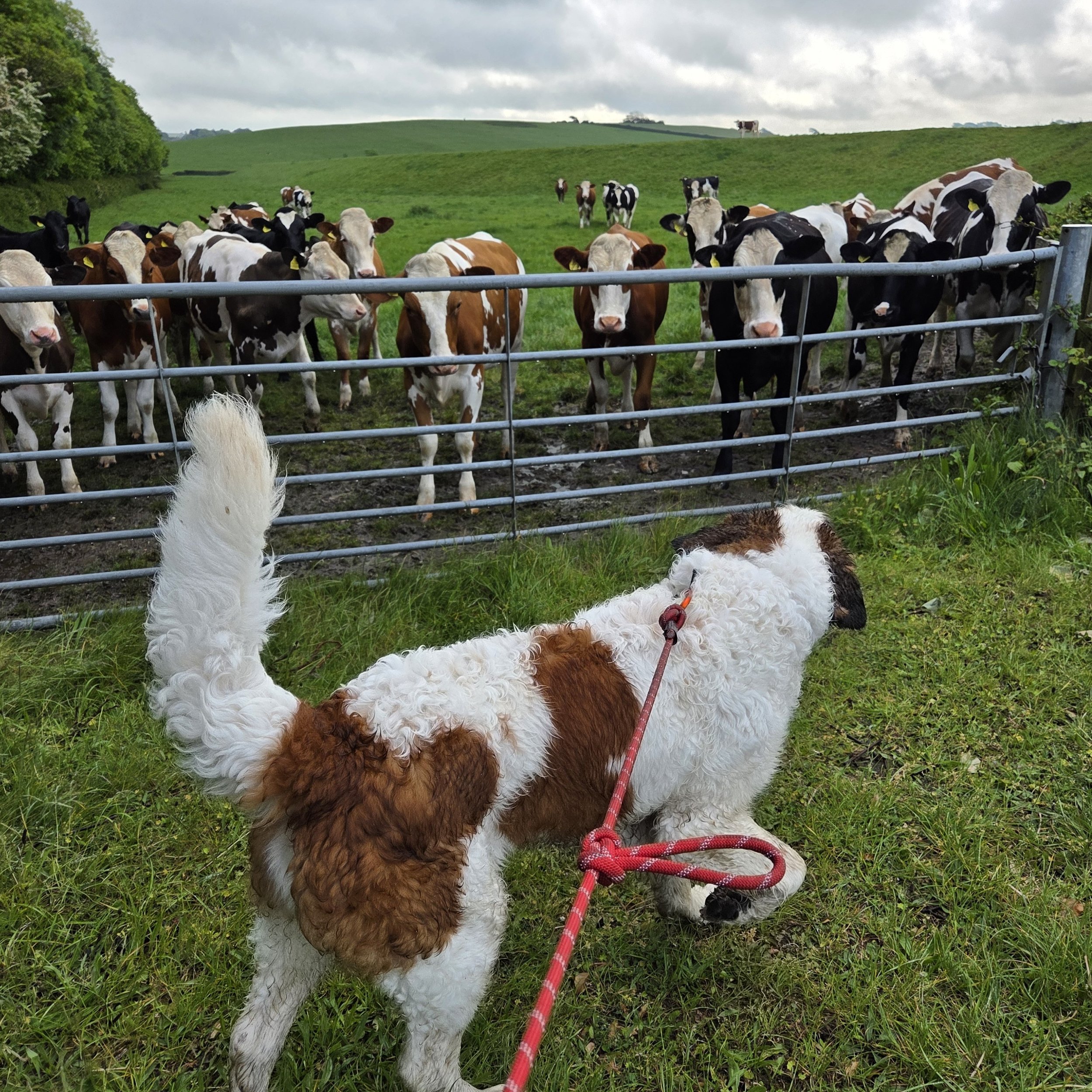 dog on a walk looking at cows in a field