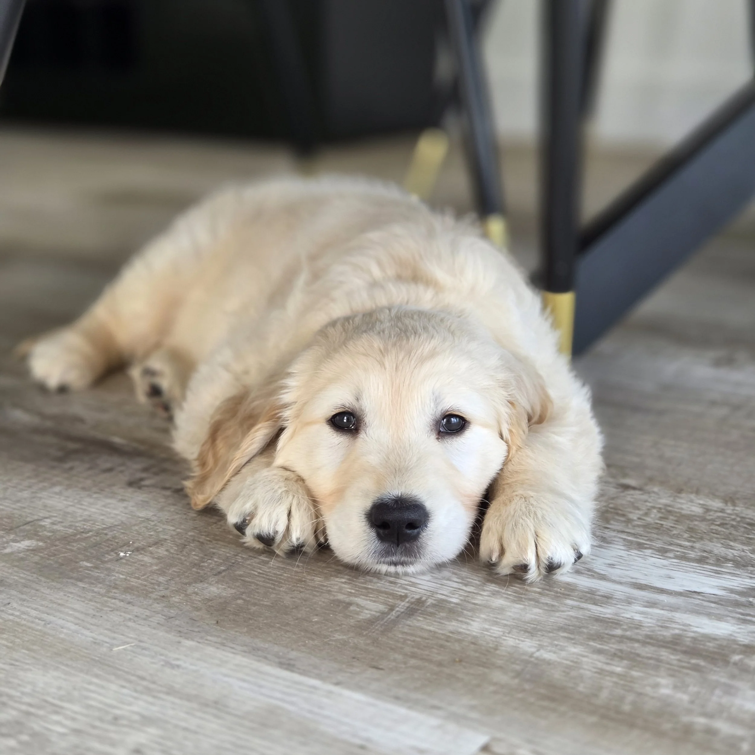 little puppy lying on the floor