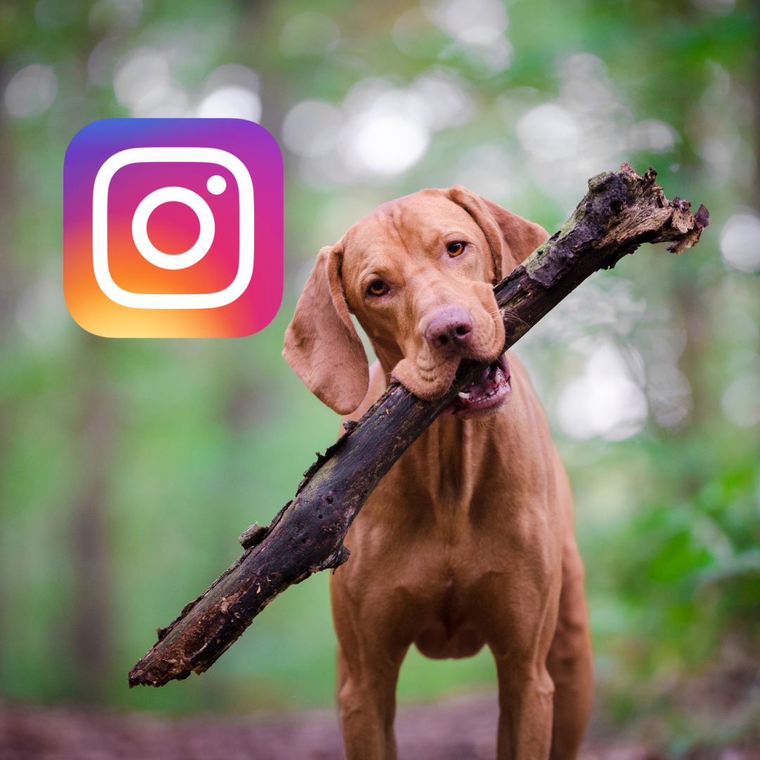 A dog chewing on a stick in a wooded area with an Instagram logo overlay