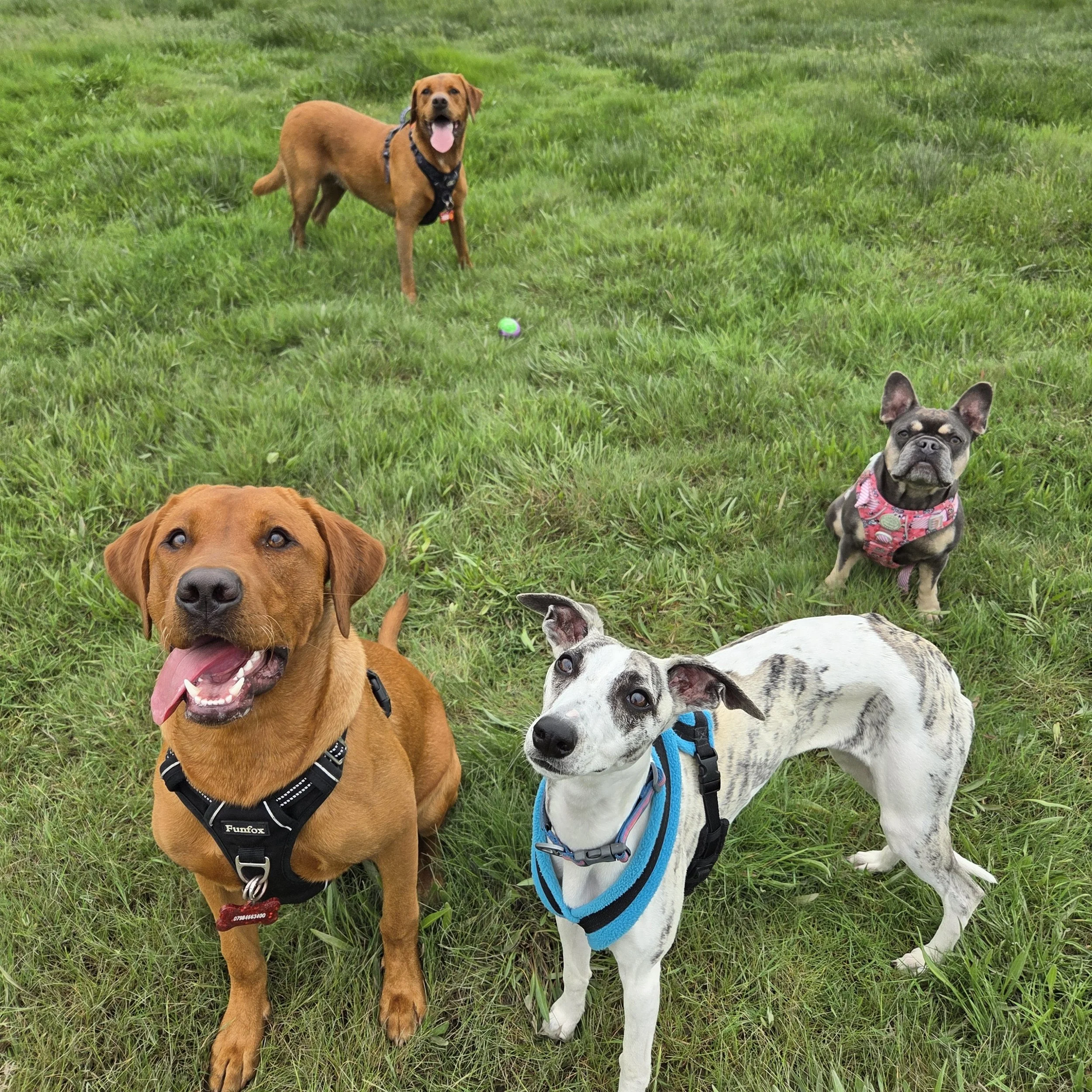 4 dogs on the grass looking at the camera
