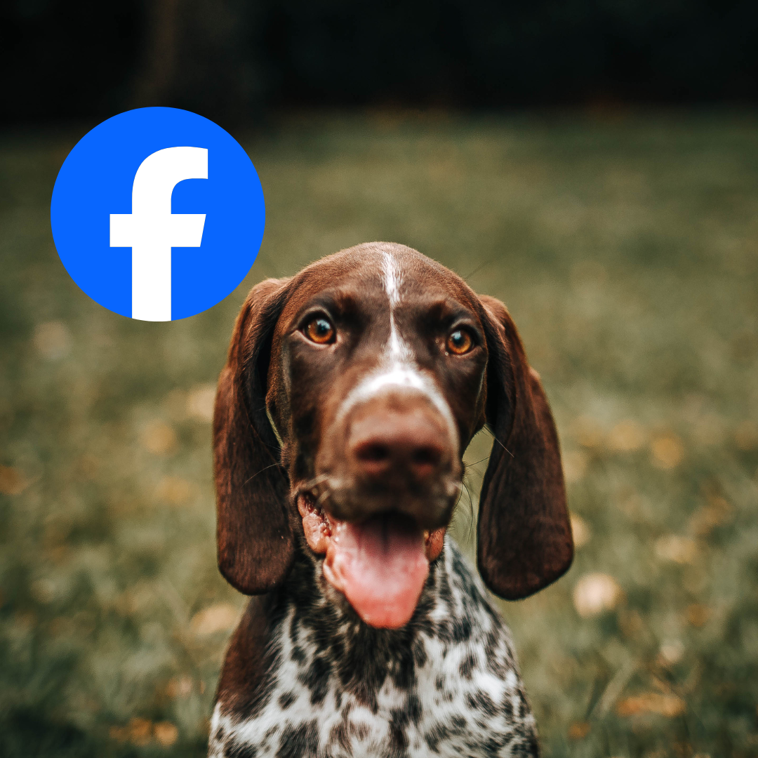 A brown and white dog with long ears, looking directly at the camera with its tongue out, outdoors with a blurred grassy background.