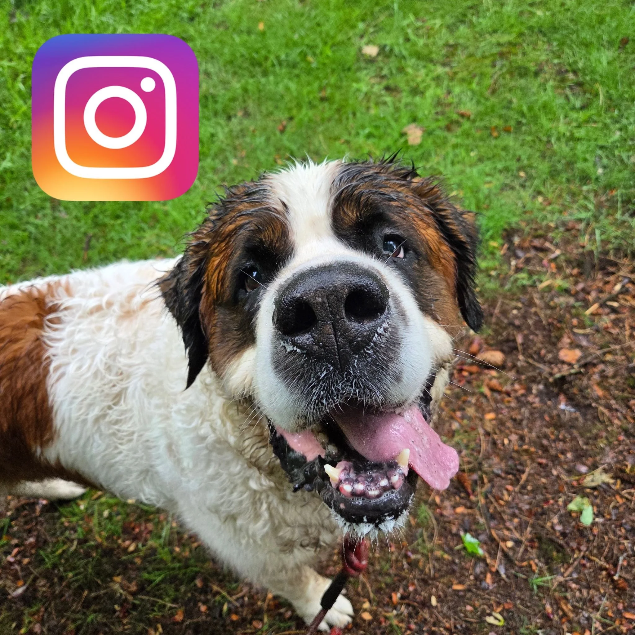 St bernard dog looking at the camera