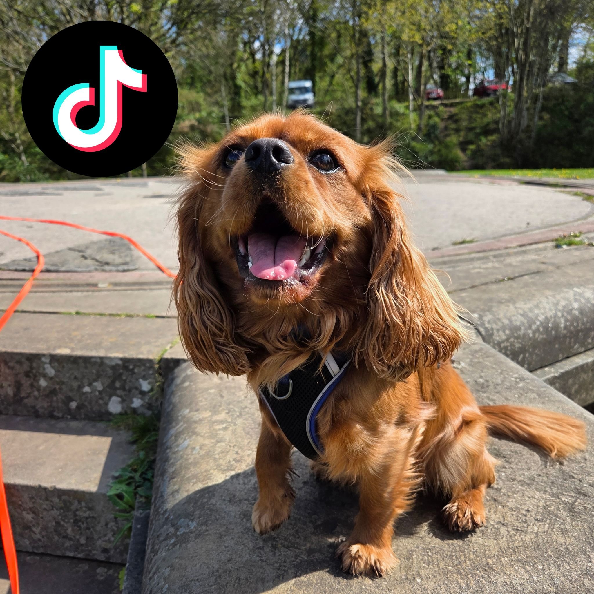 king charles spaniel looking at the camera