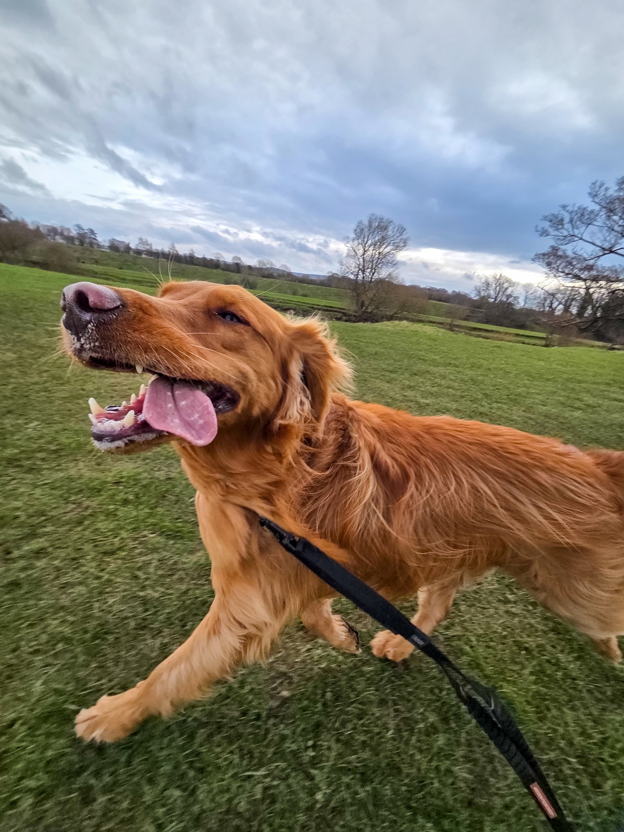 Dog running with tongue out