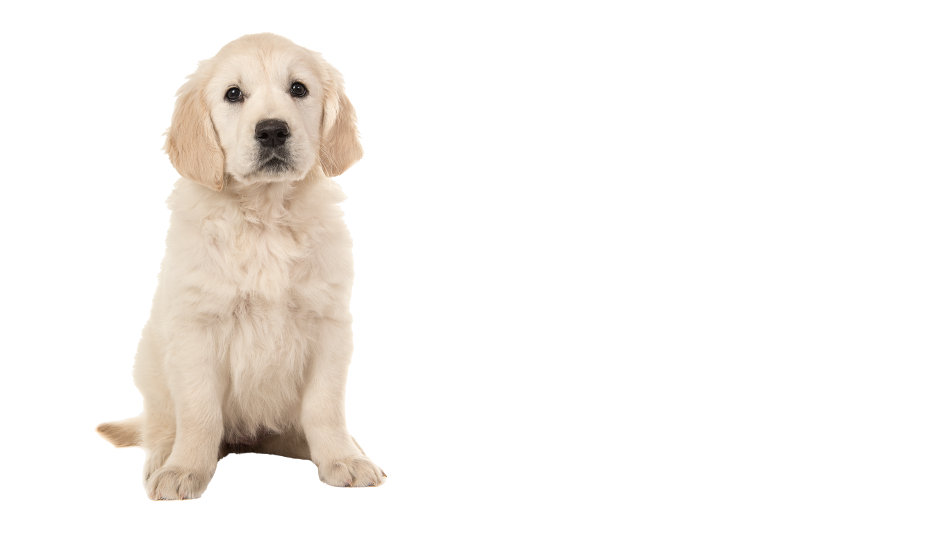 sad puppy want a walk