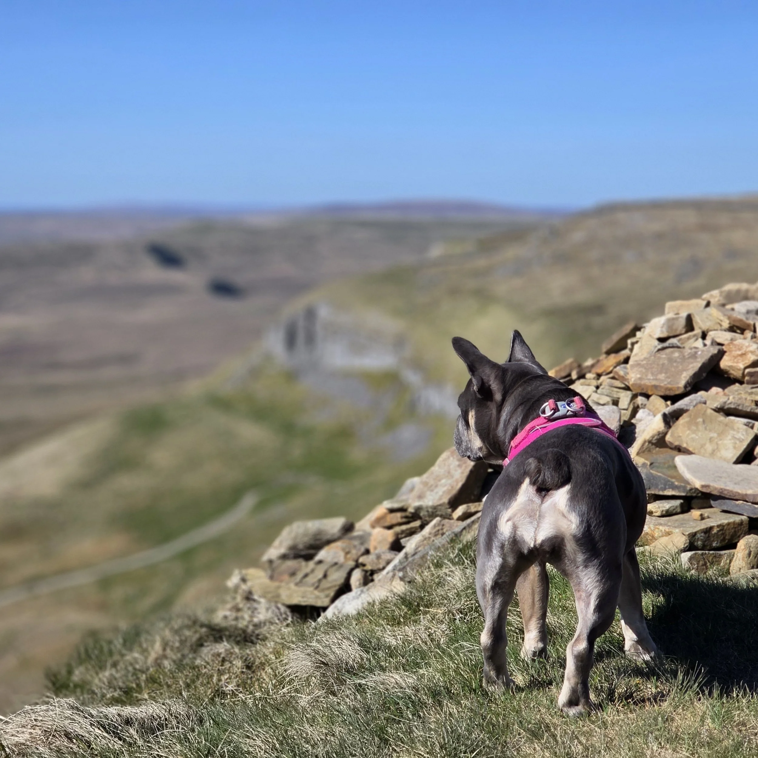 French bulldog on a mountain looking at the view
