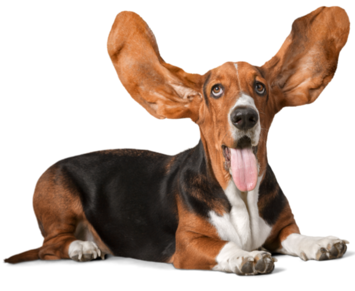 dog with big ears