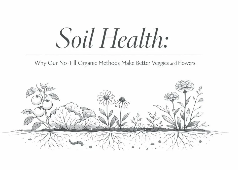 Soil Health: Why Our No-Till Organic Methods Make Better Veggies and Flowers
