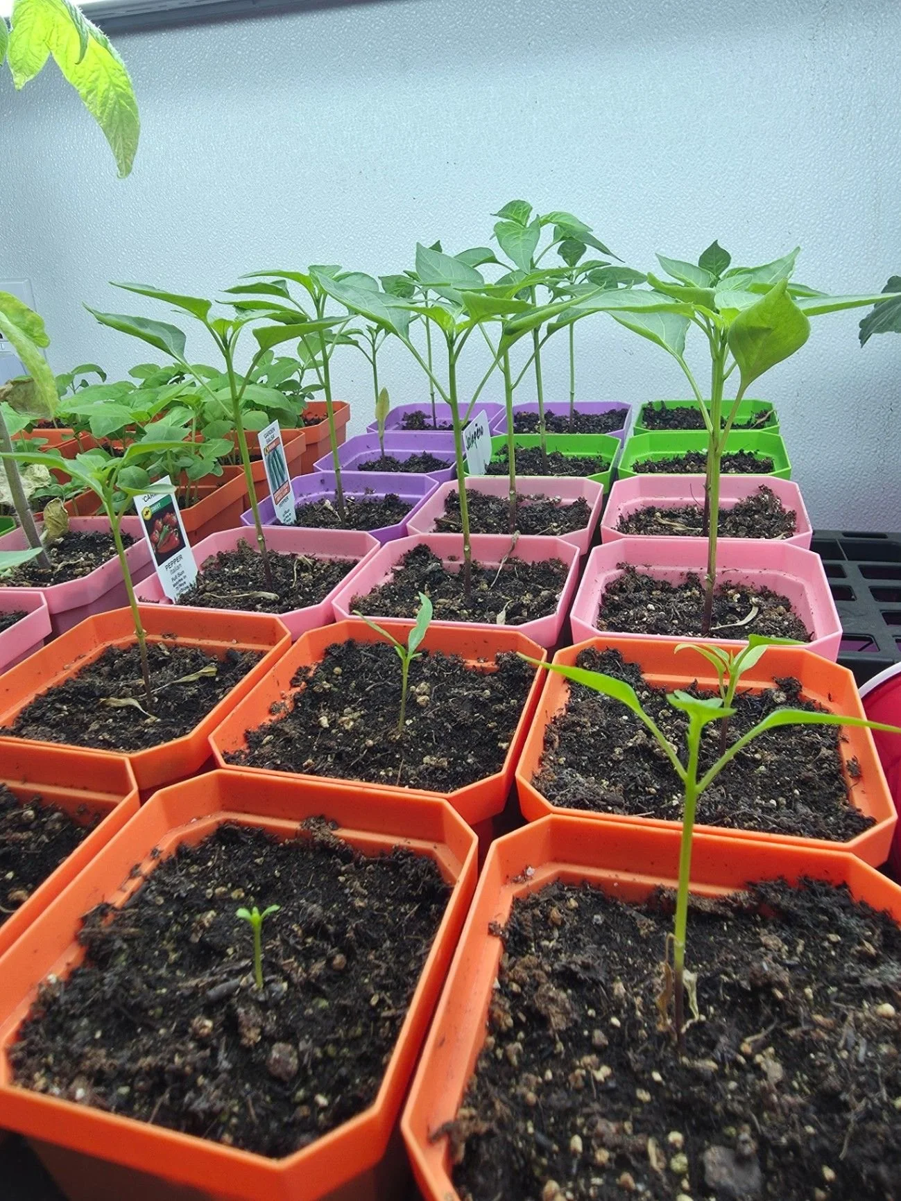 Mother Nature is definitely playing some games today! ❄️💨 We&rsquo;re seeing those freezing temps, high winds, and a bit of snow out here at the farm.

While we&rsquo;re eagerly waiting for spring to officially show up, we&rsquo;re staying cozy and 