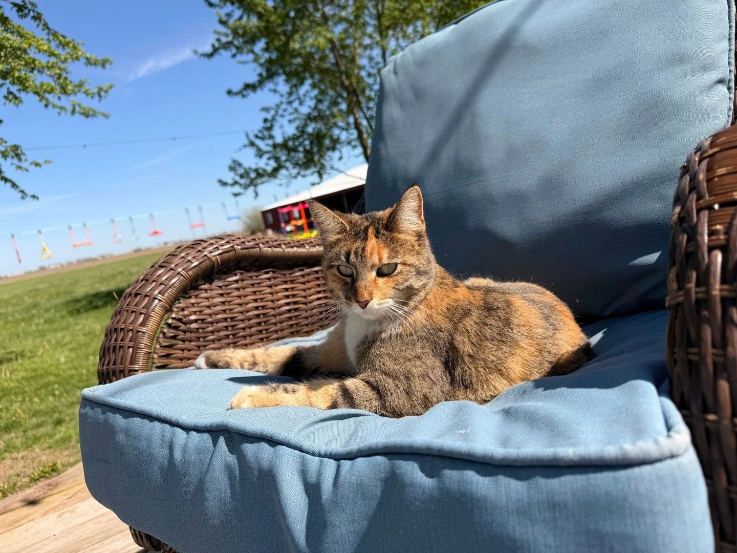 Meet Calli. She&rsquo;s head of security here at Sunset Farmstead. While we handle the heavy lifting, she&rsquo;s  expertly managing rodent control and keeping those pesky rabbits out of the garden. 🐾

 Calli takes her job of supervising our Macon C