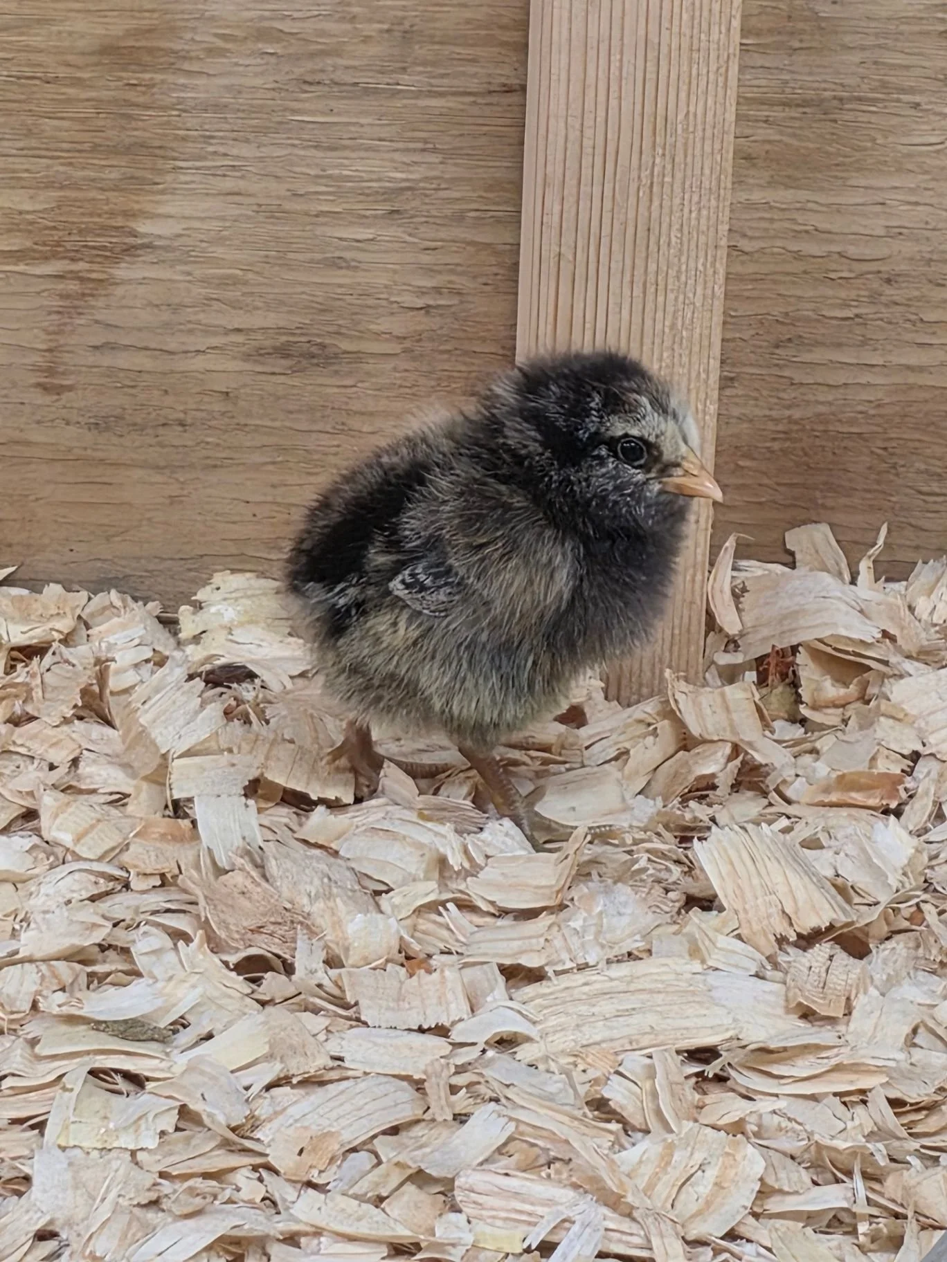 Meet Betty, our unexpected "bonus chick" from Murray McMurray Hatchery!

When we ordered our White Leghorns and Rhode Island Reds, this little lady was tucked in as a surprise guest. She stood out from the very first chirp, and we&rsquo;ve 
