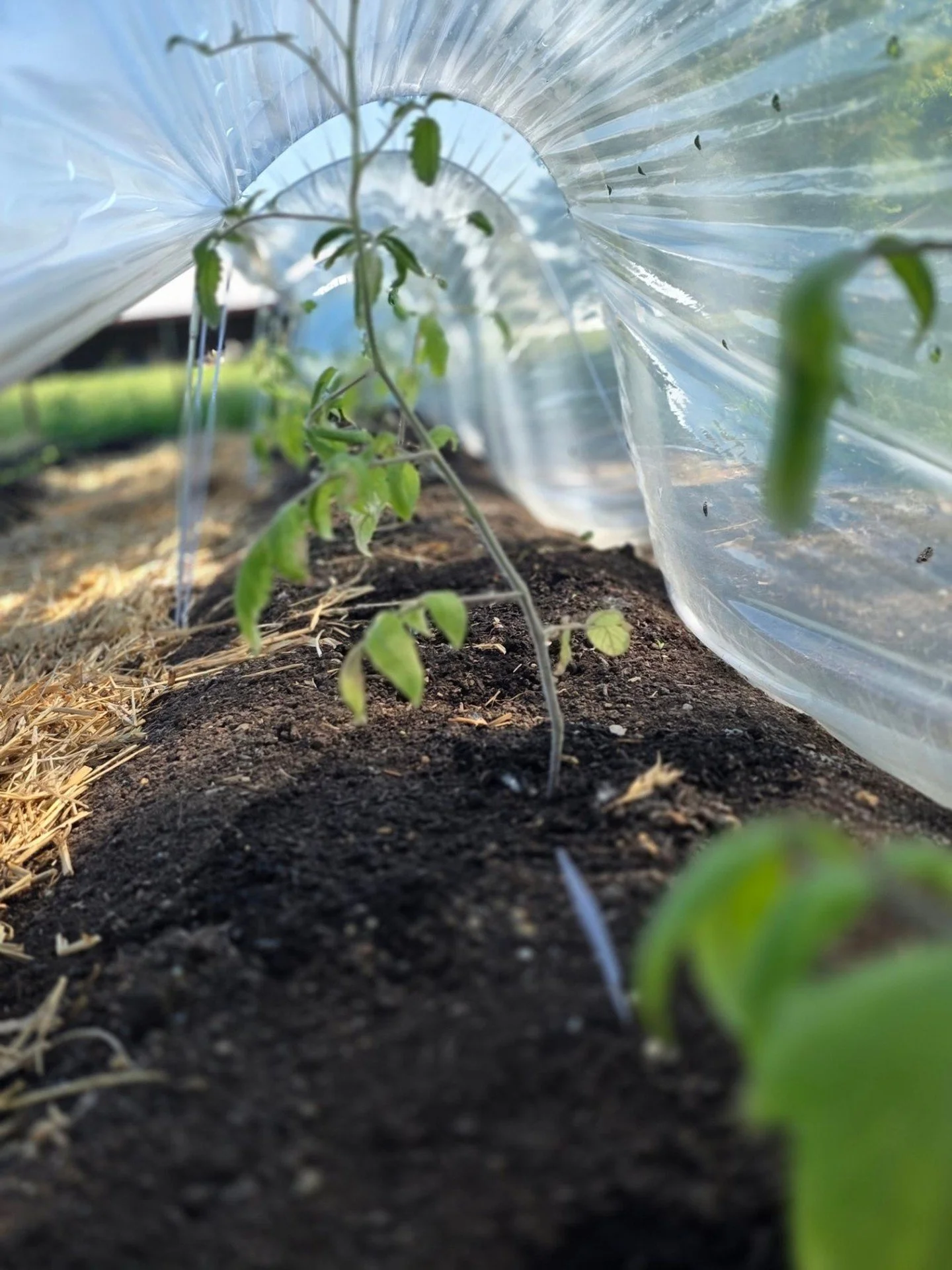 Looking for a local food source right here in Macon County? Our tomato seedlings are cozy in their low tunnels! 🍅 Protecting these little ones from the elements is part of the process of growing food the right way: natural, wholesome, and full of fl