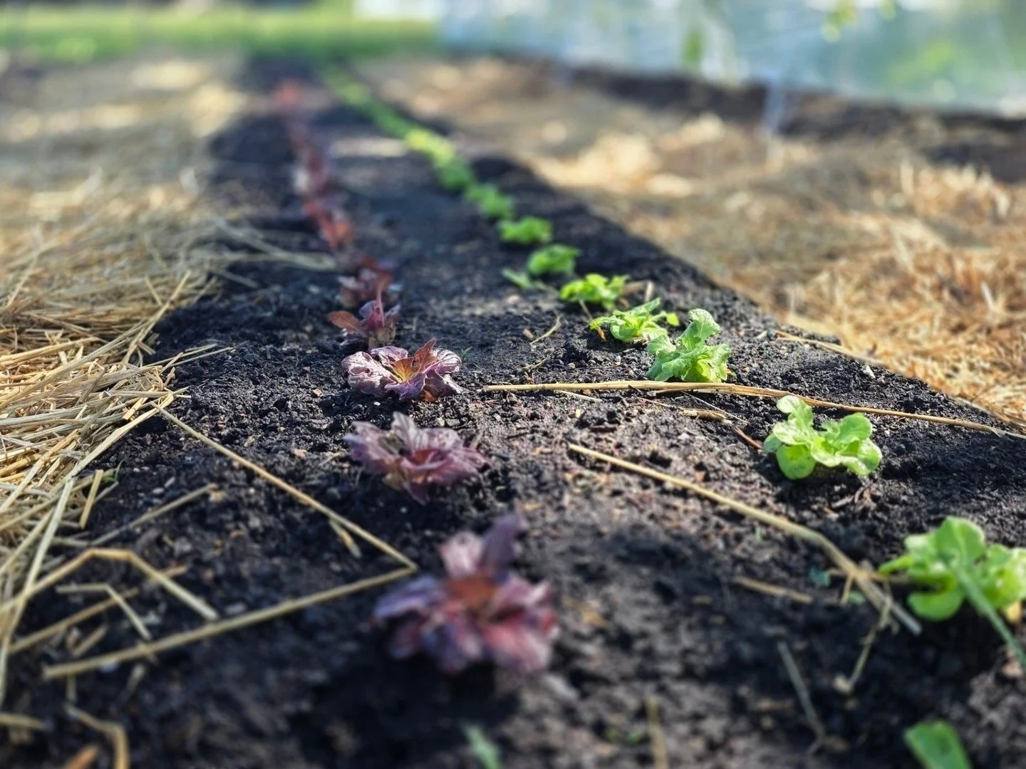 Looking for a local food source right here in Macon County? Our lettuce is finally showing off!

The red and green leaf varieties are coming in crisp and vibrant. We don&rsquo;t use shortcuts or synthetics: just organic compost and a lot of respect f