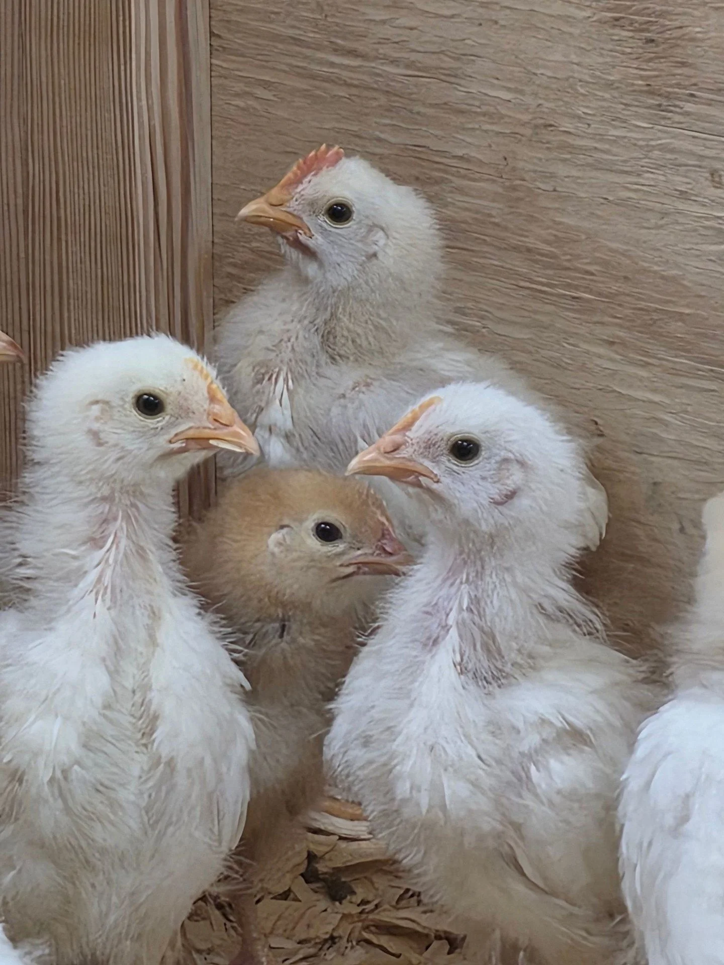 Look who hit the 24-day mark! 🐣

Our little ones are growing quickly, and we&rsquo;re pretty sure we&rsquo;ve identified a future rooster in the bunch. This fellow is currently rocking a "no-tail" look while his comb is developing much fas