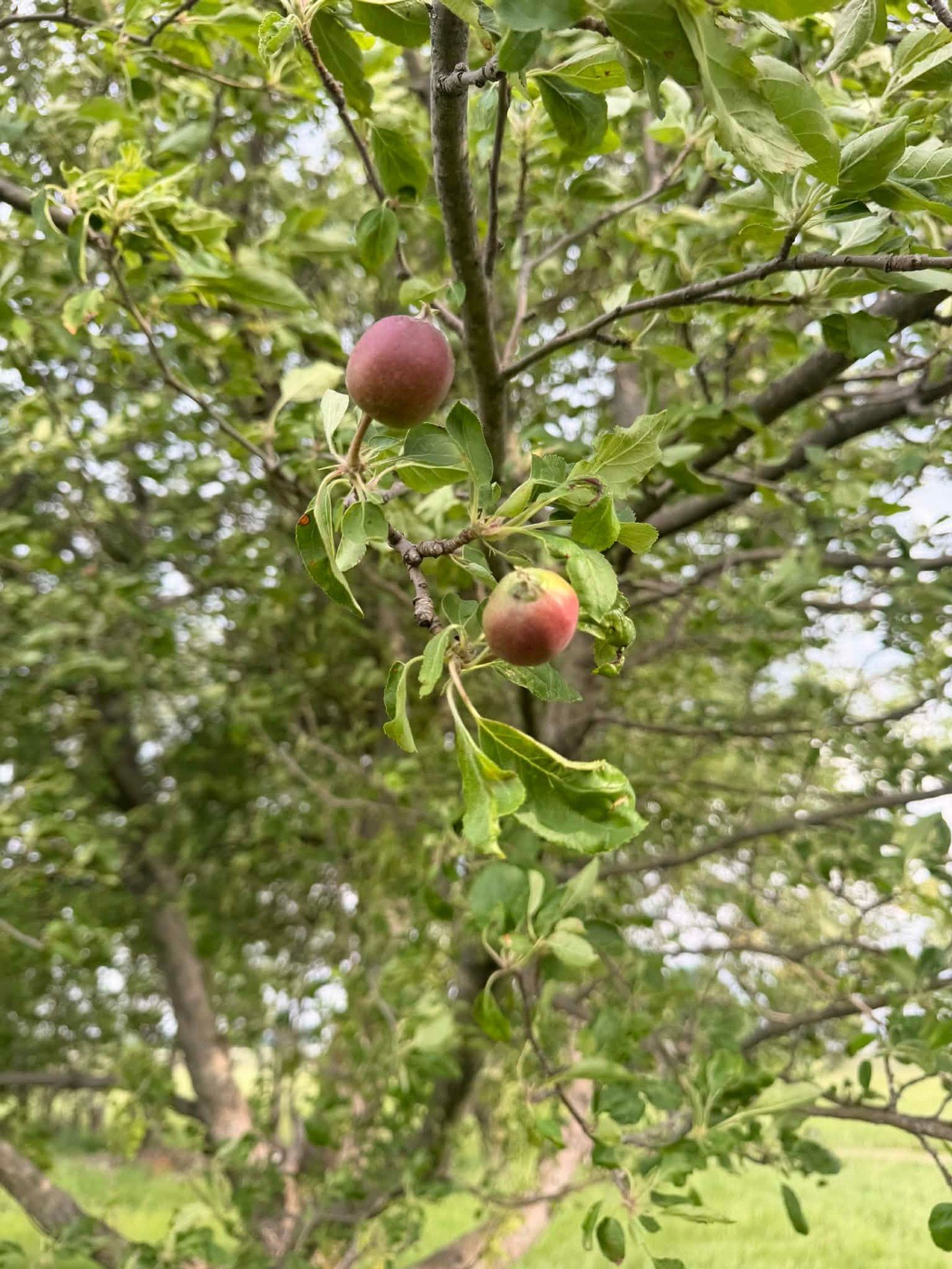 From blossoms to bounty! 🌸➡️🍎

We&rsquo;re so grateful for the apple blossoms we were blessed with this spring, and now the first tiny fruits are starting to appear. It&rsquo;s a beautiful reminder of the growth happening every day as we tend the g