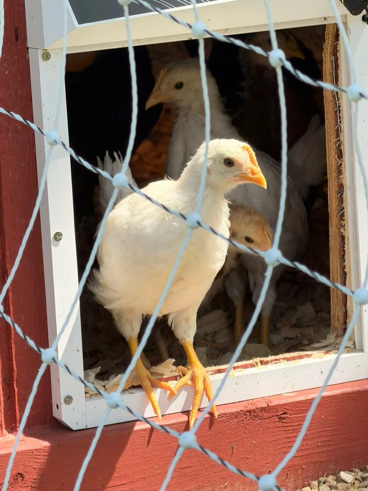Something big is hatching at Sunset Farmstead! 🐣

Our pasture-raised egg program is officially underway. These girls are thriving on certified organic feed, sunshine, and fresh Macon County air. We&rsquo;re committed to honest food raised without sh