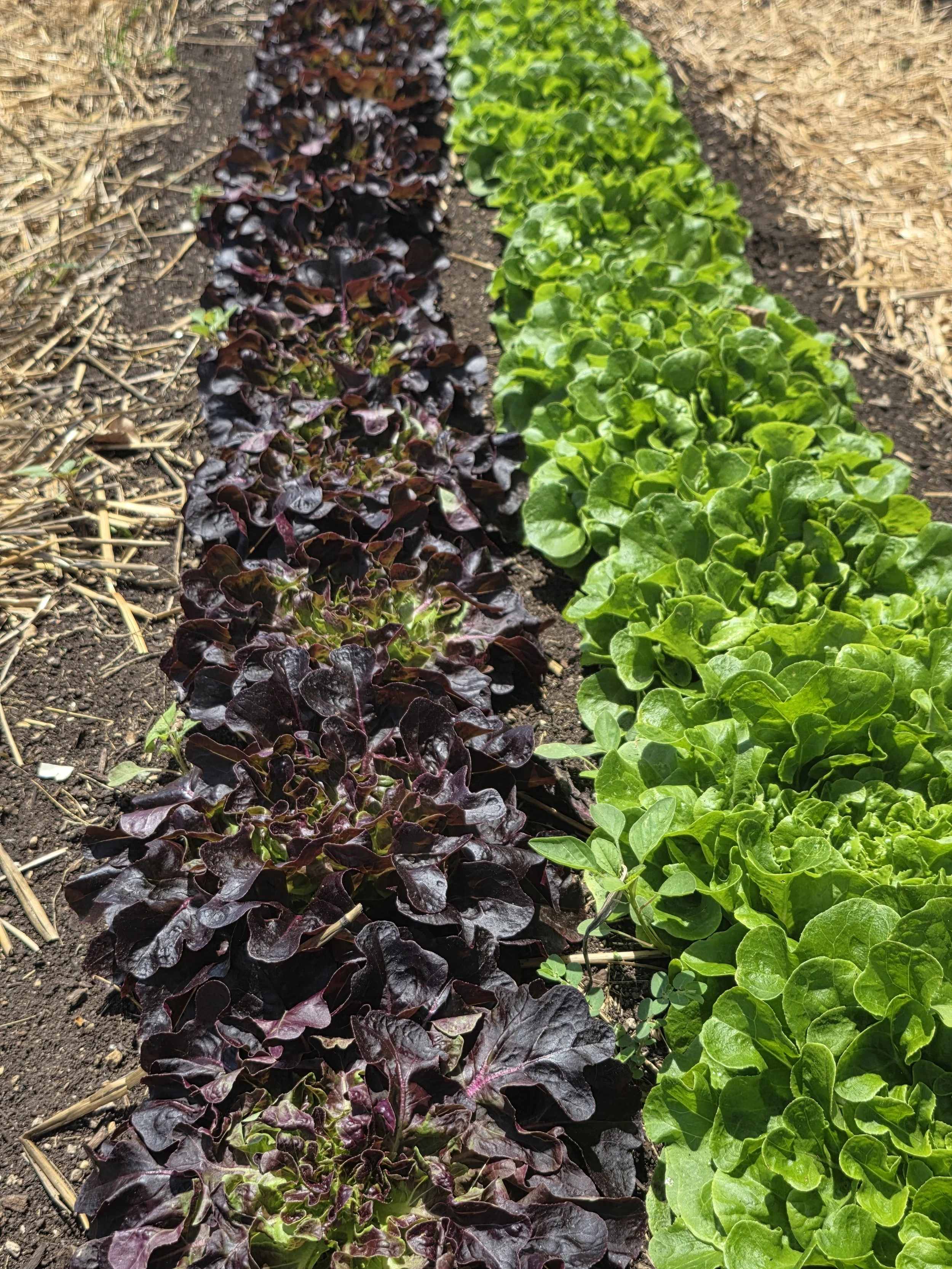 Lettuce