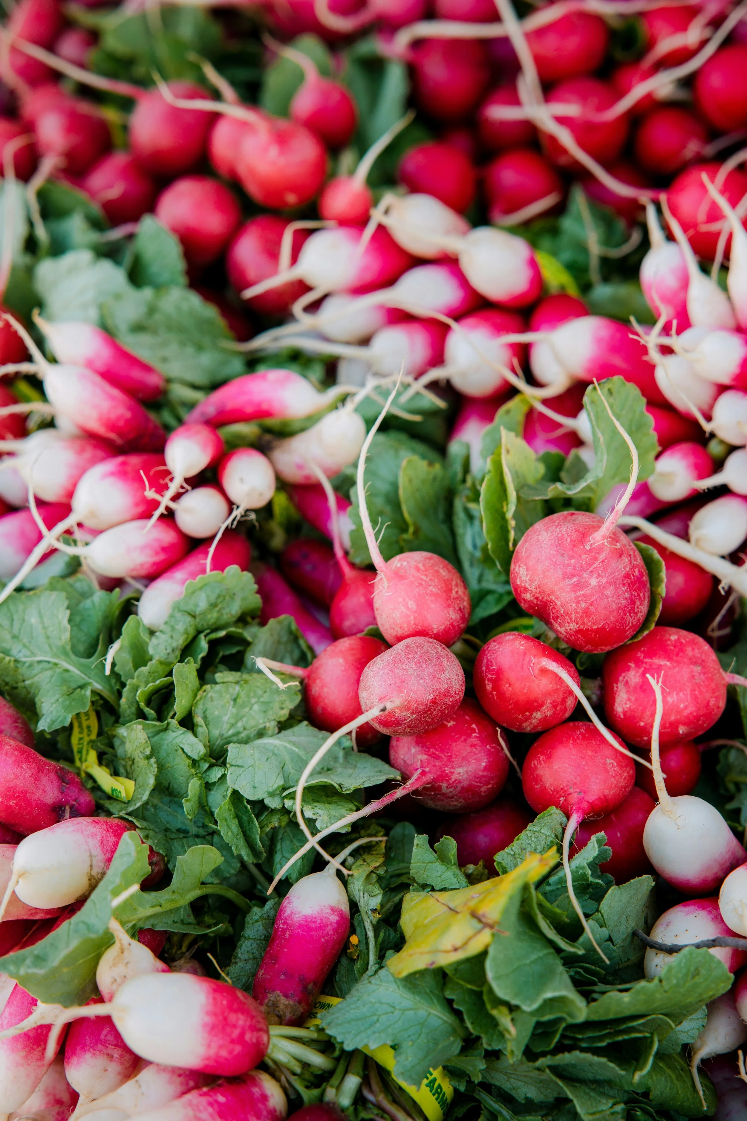 Radishes