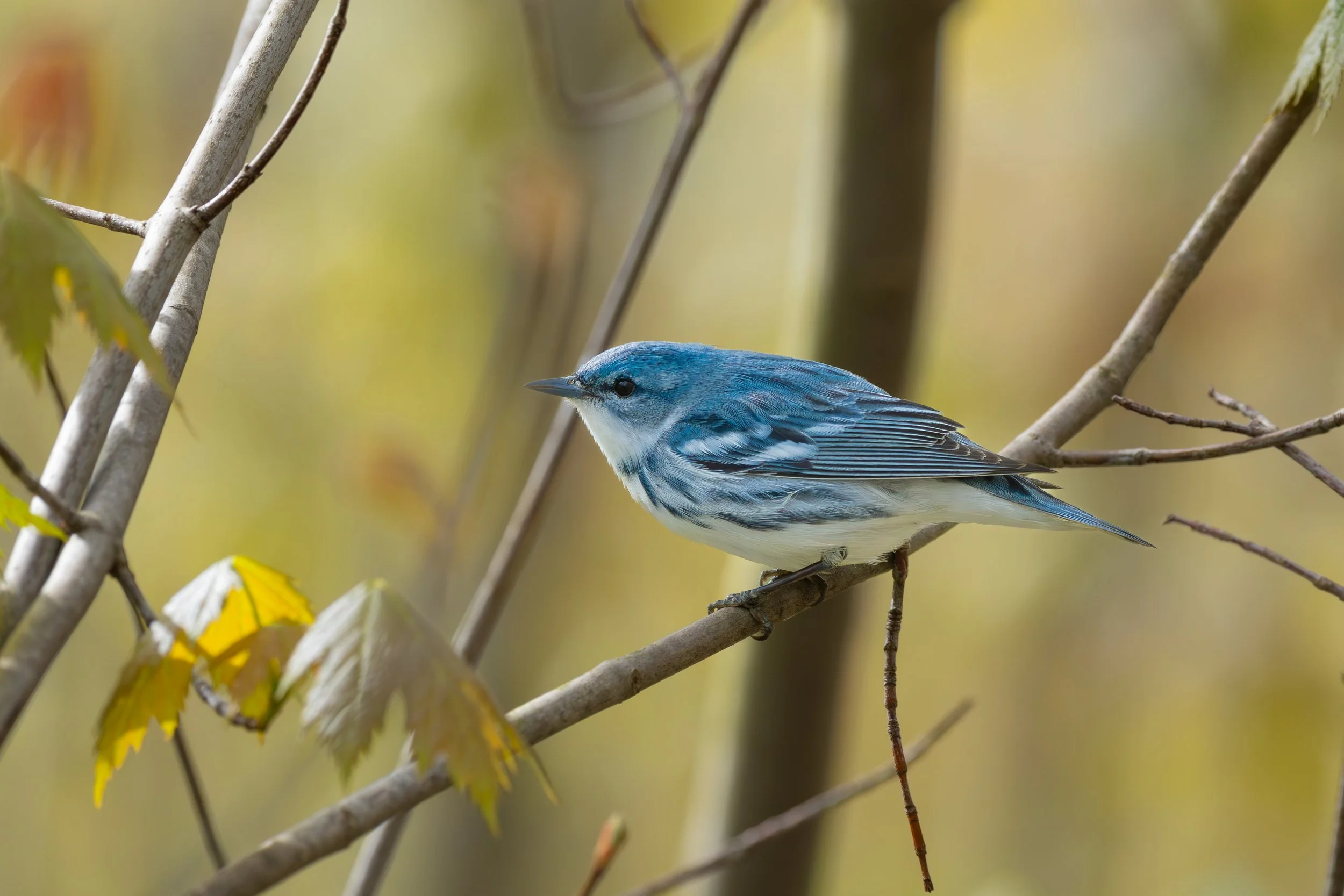Stunning male Cerulean Warbler during migration.