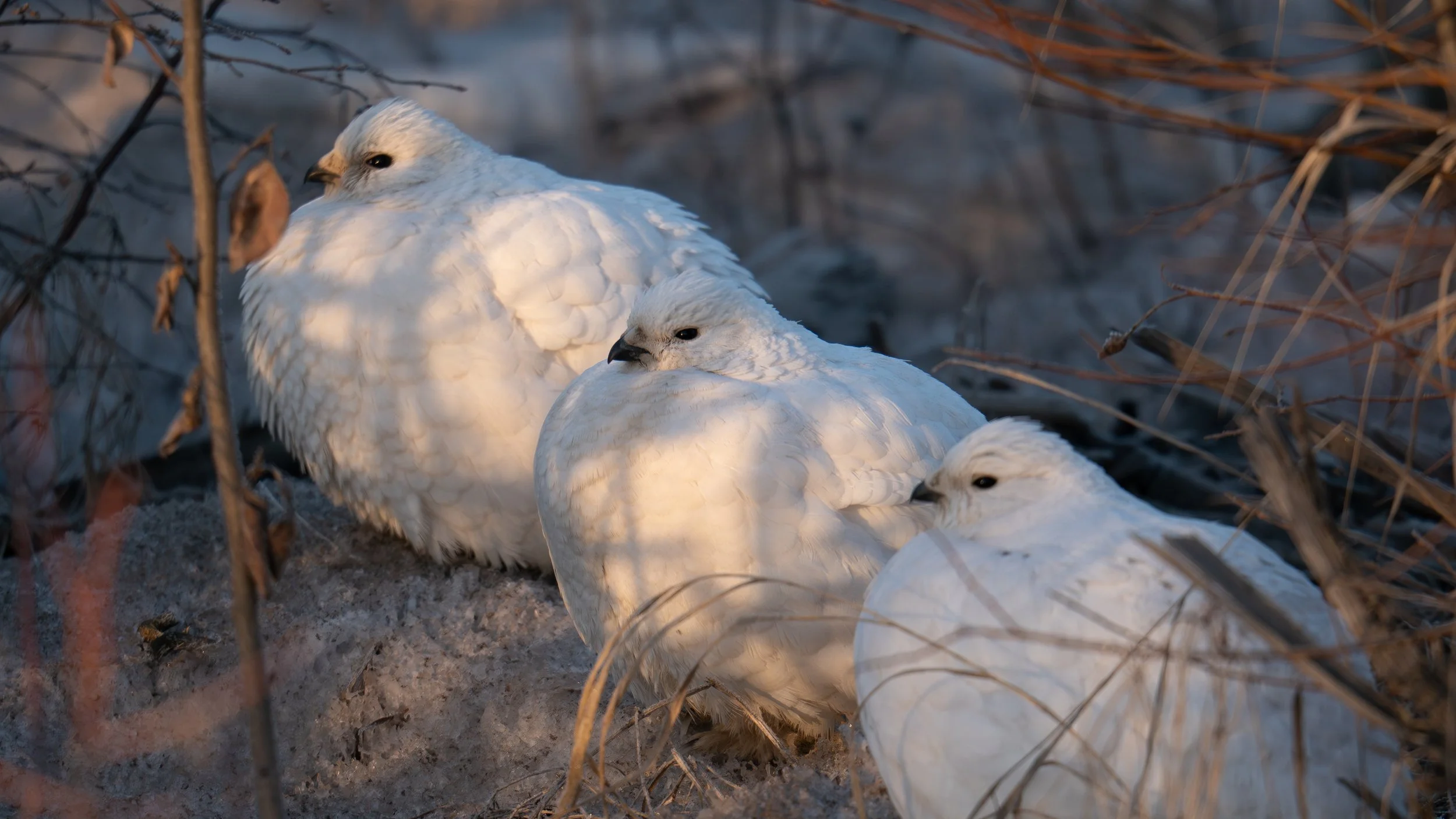 Three white ptarmigans sitting on snow among dry brown grass and twigs.