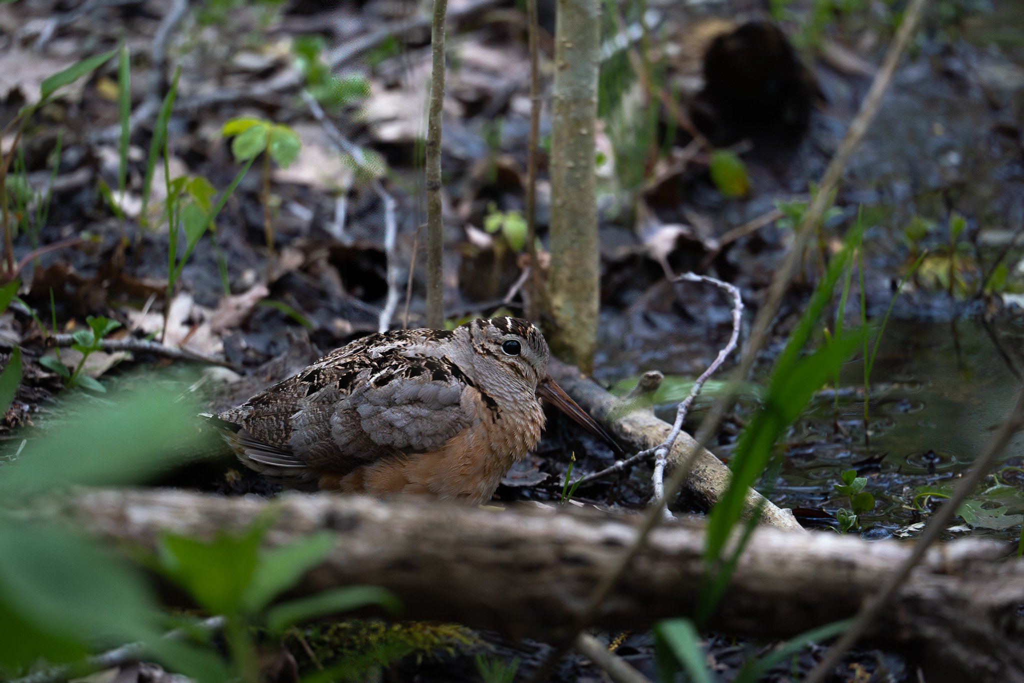 A small bird with brown and beige feathers sitting on the ground among green plants and twigs near a water source.