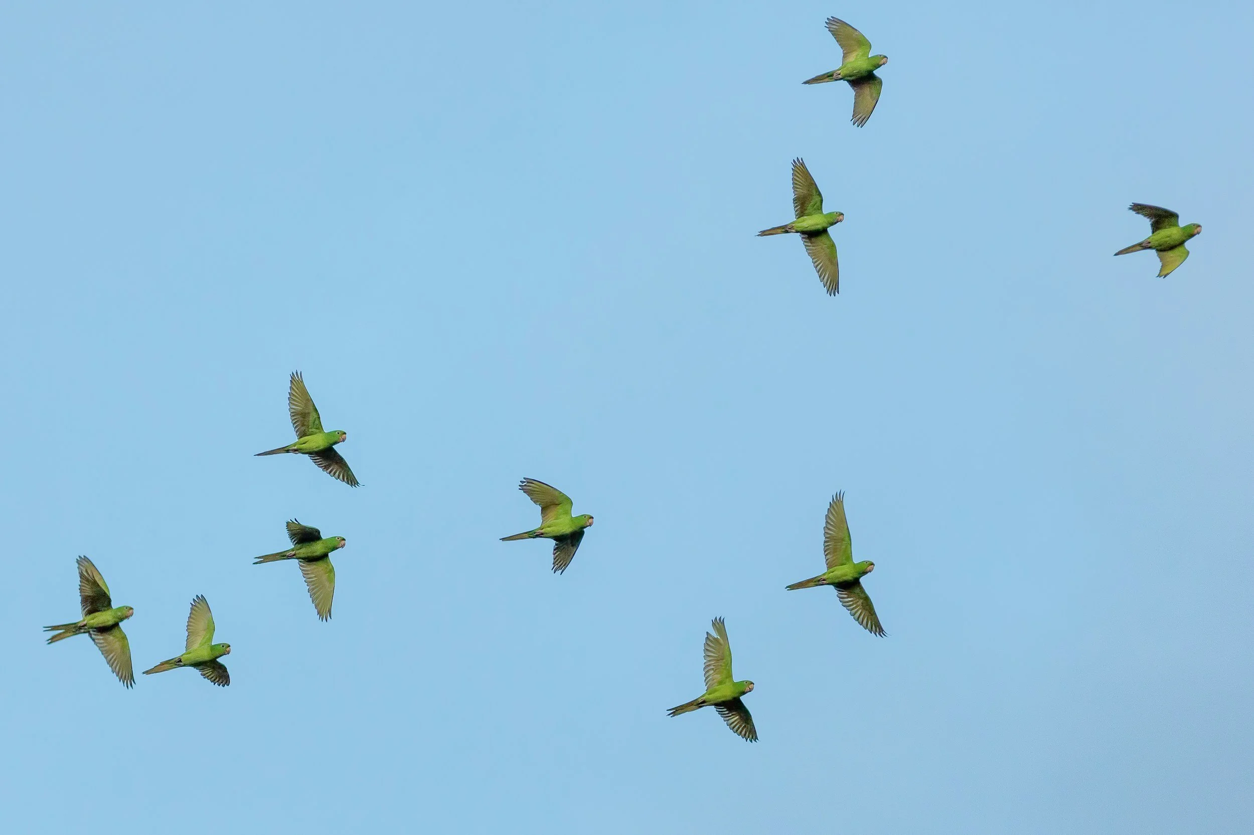 A flock of green parrots flying against a blue sky.