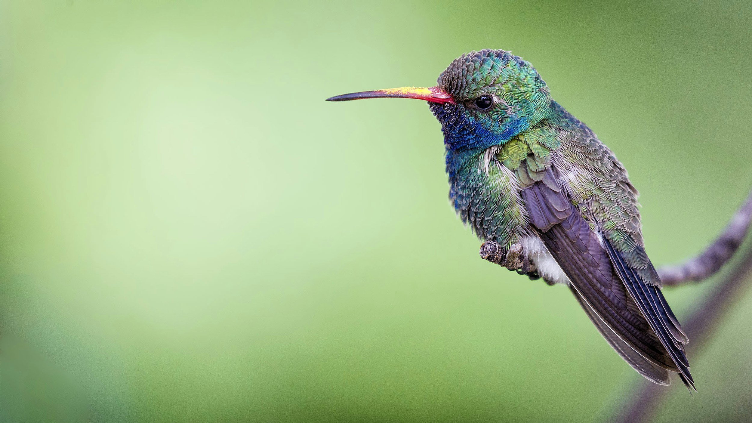 Colorful hummingbird perched on a branch with a blurred green background.