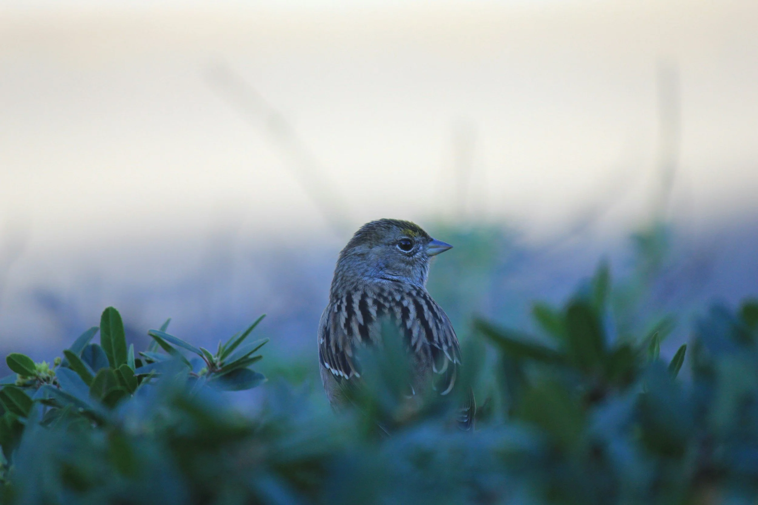 A small bird with brown and black striped feathers perched on green foliage.