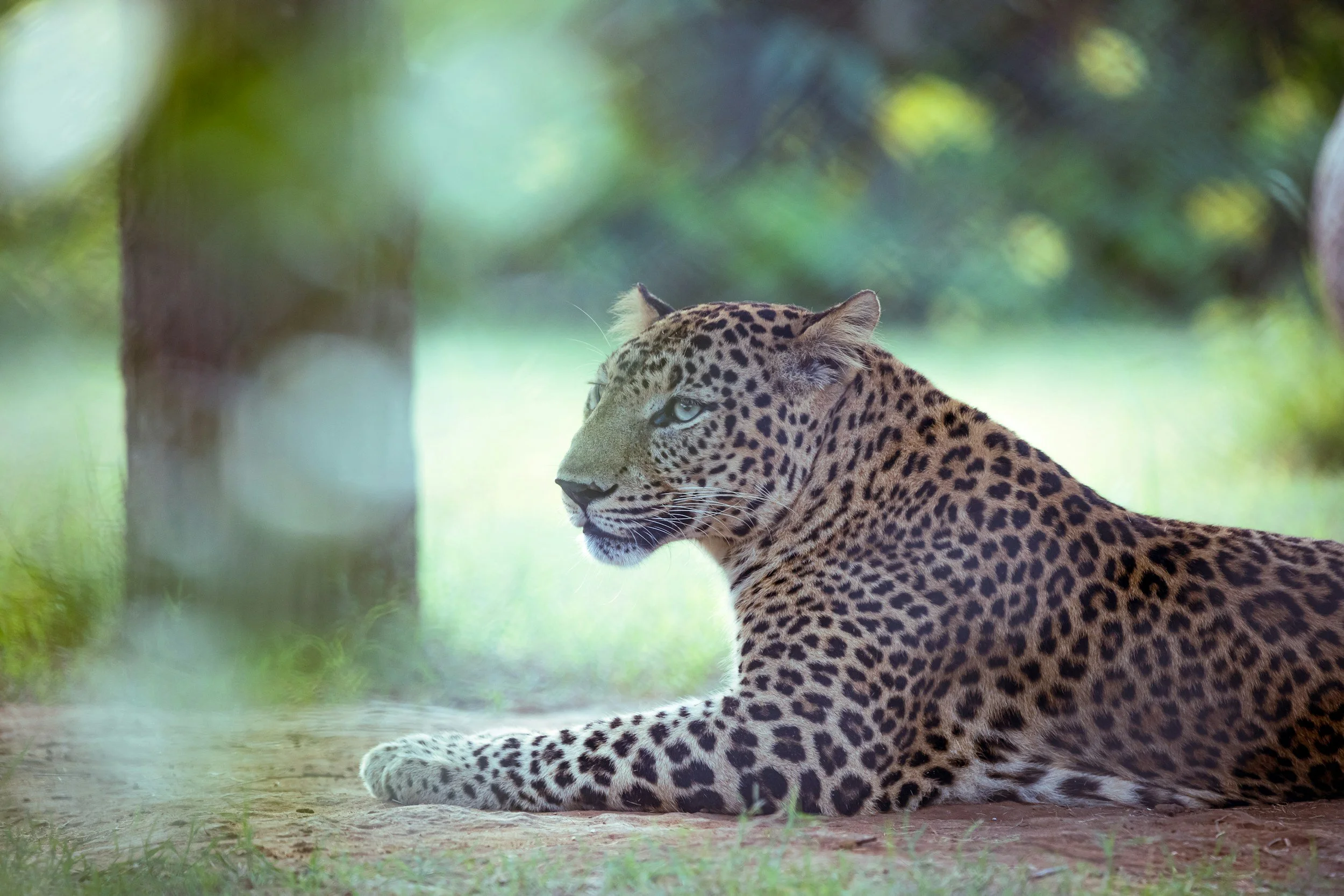 A resting jaguar lying on the ground in a forested area with trees and greenery in the background.