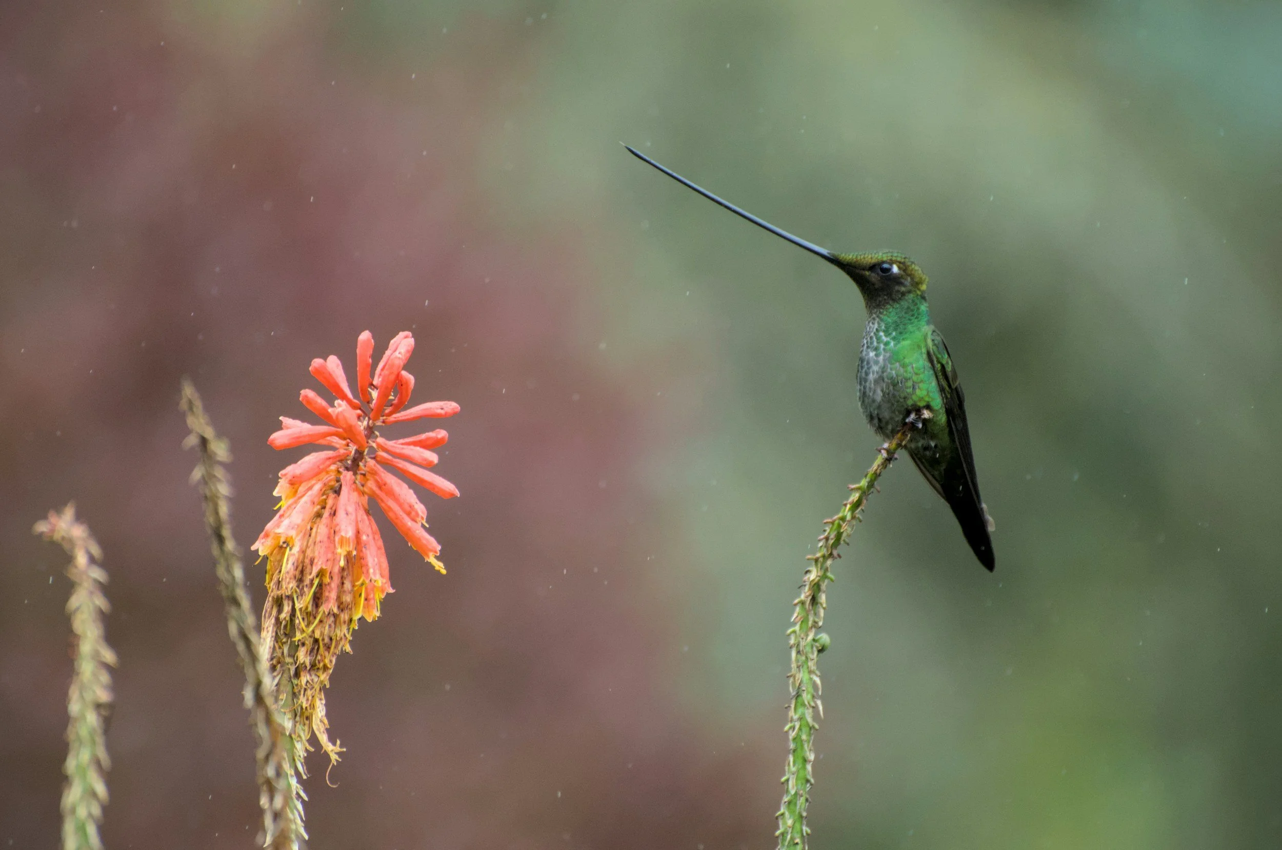 A hummingbird with iridescent green feathers and a long beak perched on a thin, curved branch next to a pinkish-orange flower.