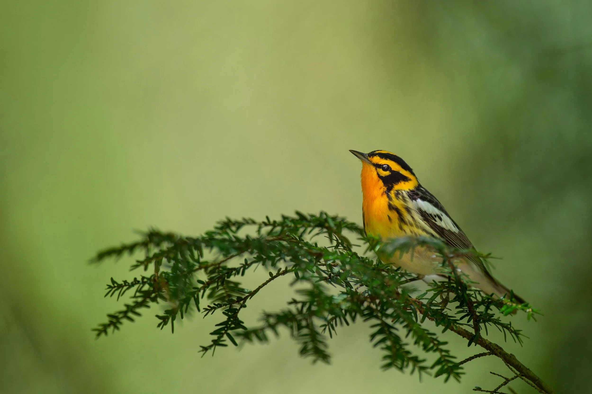 A colorful bird with a yellow and black striped head, orange chest, and white belly perched on a green branch with blurred green background
