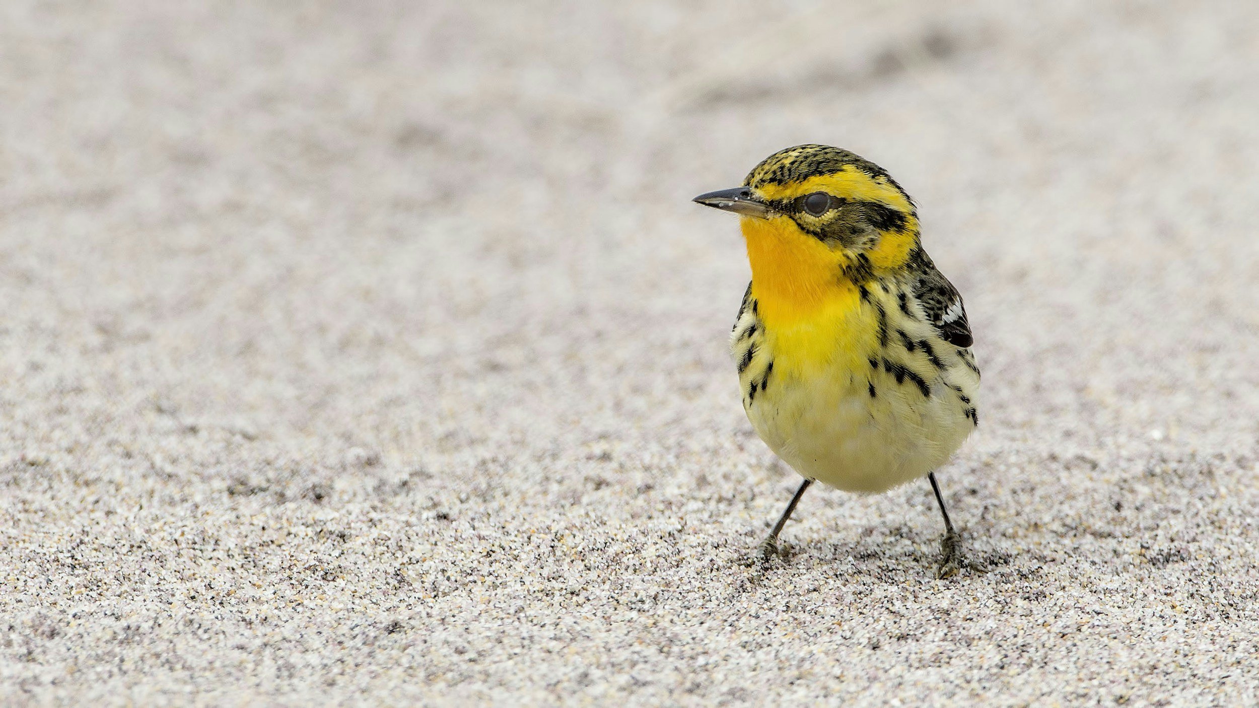 Small yellow and black bird standing on sandy ground.